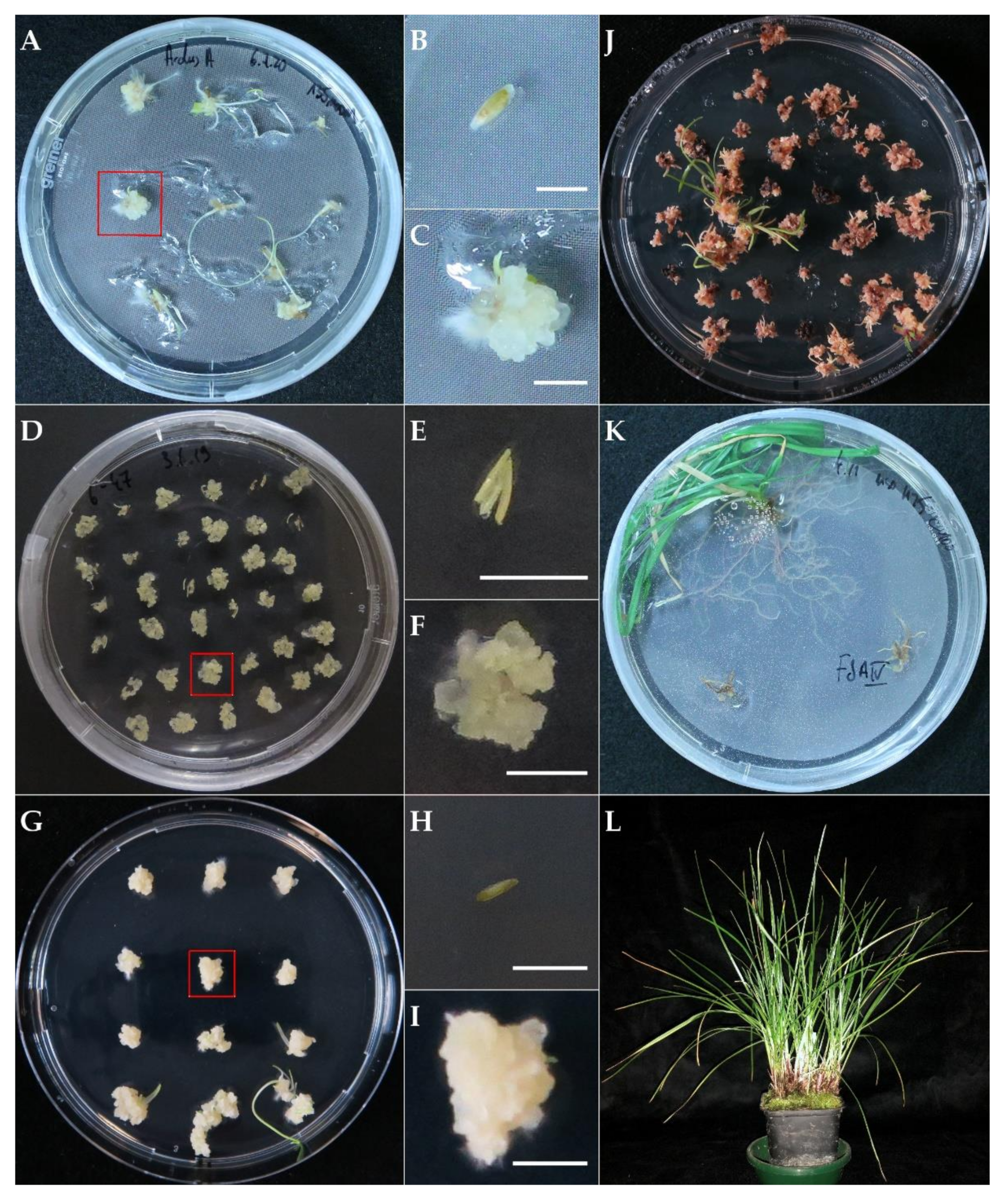 Plants 11 02054 g001 550