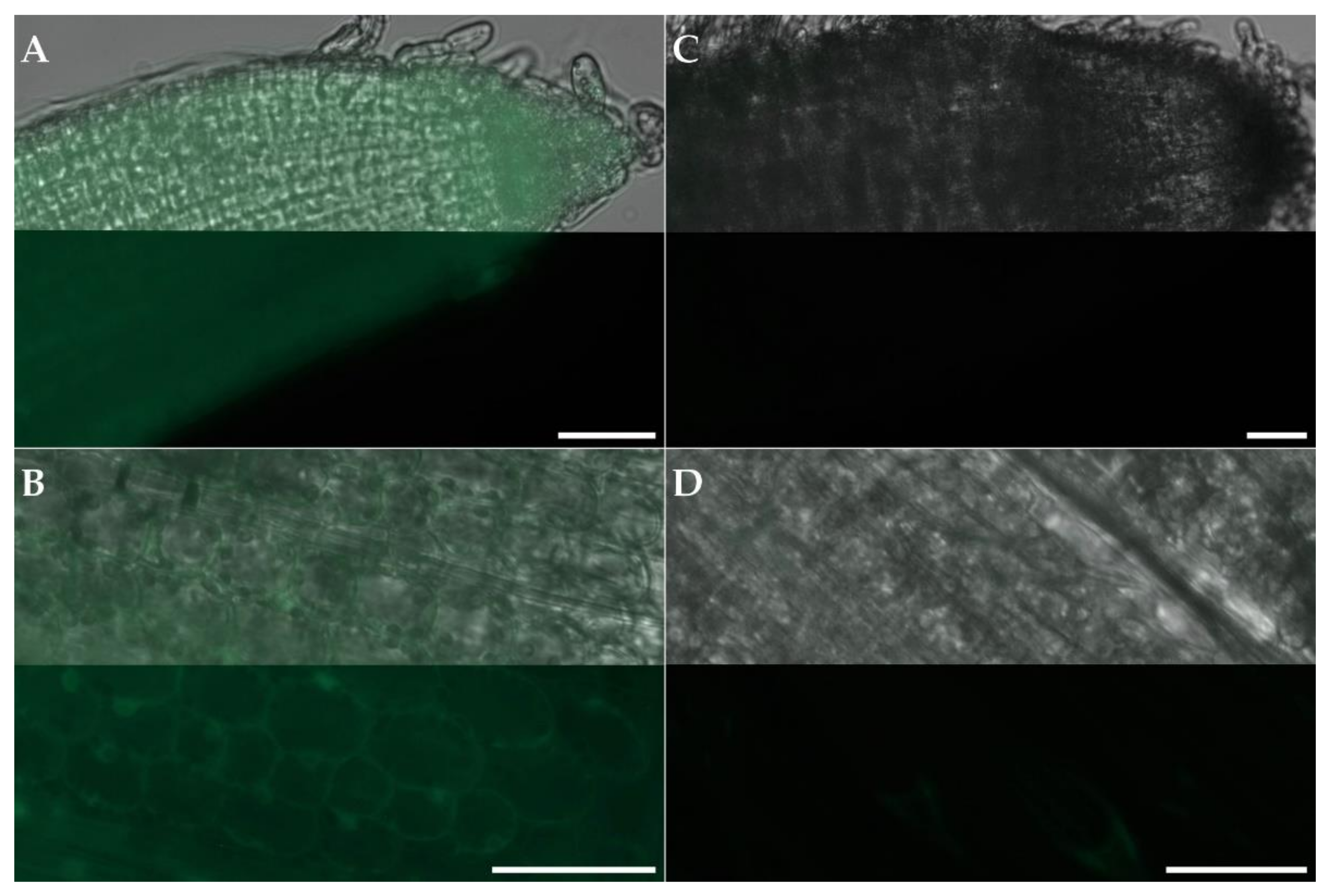 Plants 11 02054 g002 550