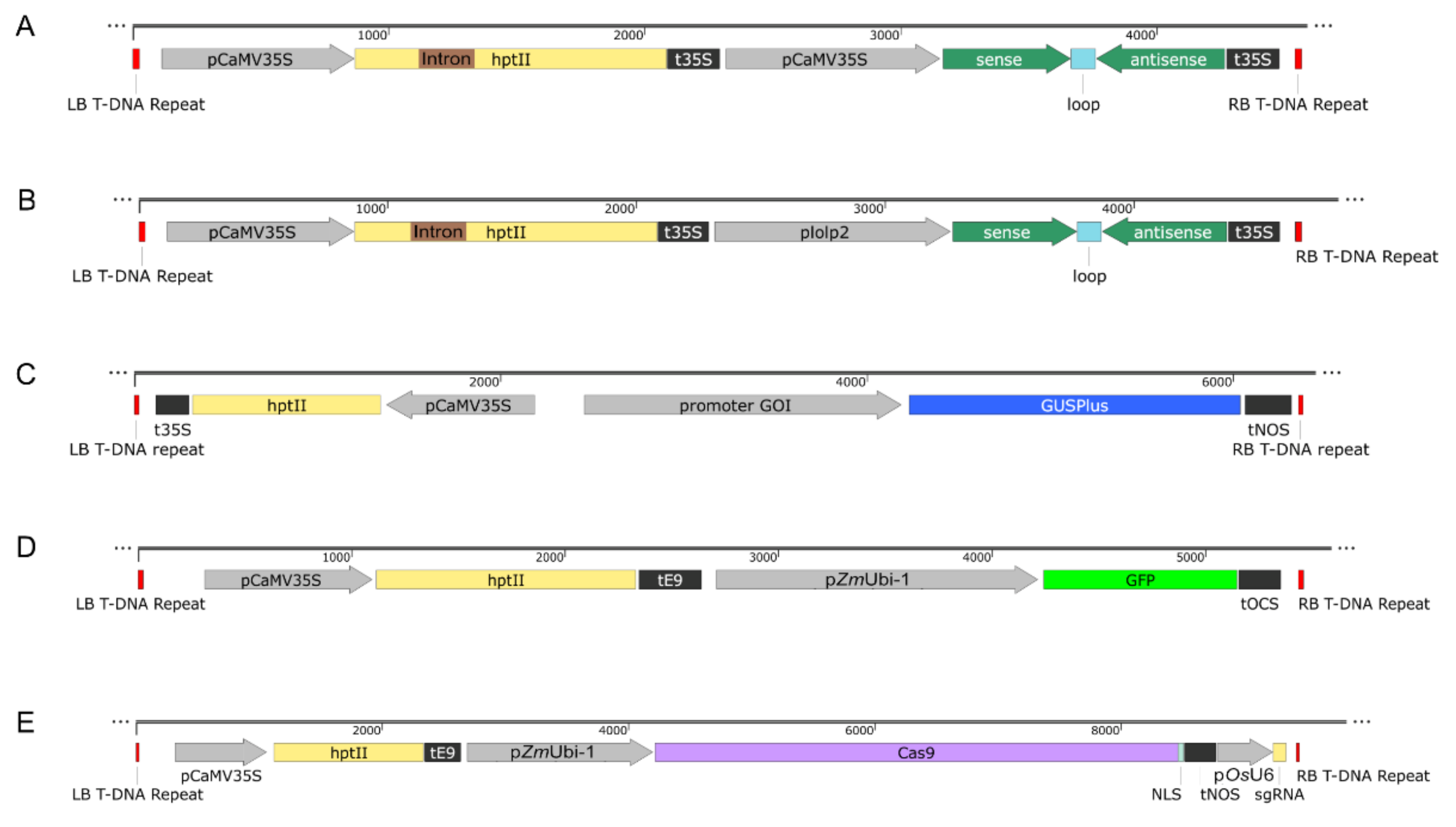 Plants 11 02054 g004 550