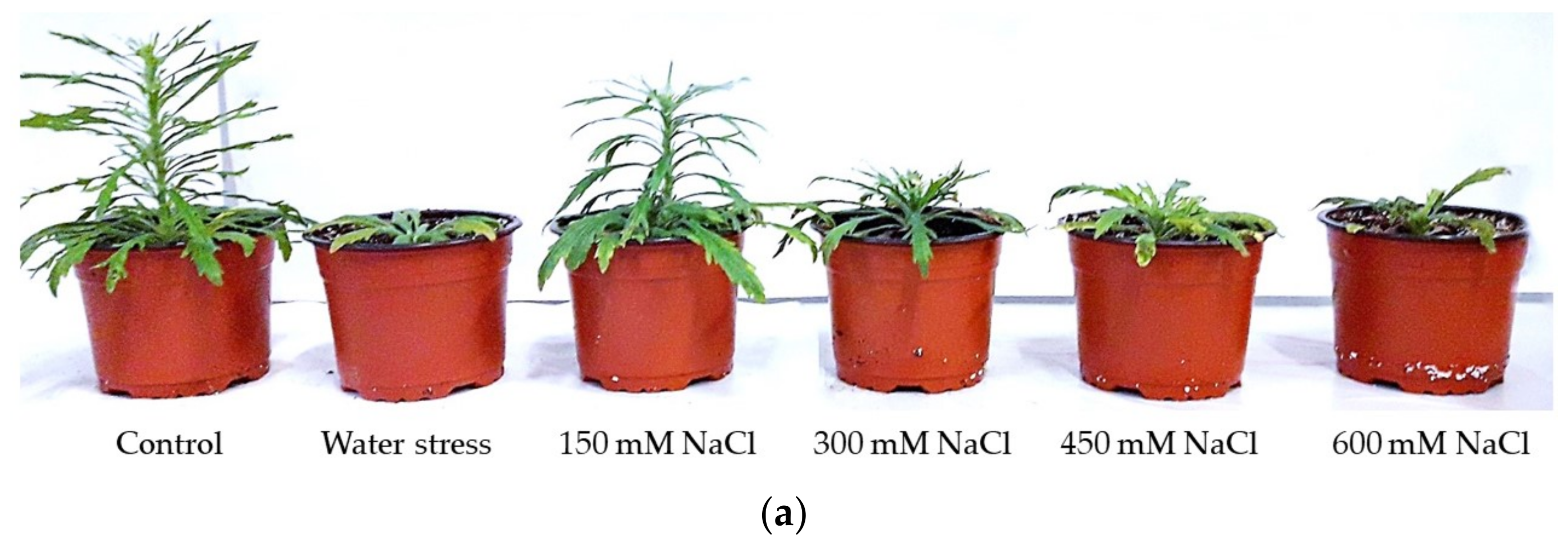 Plants 11 02059 g003a 550