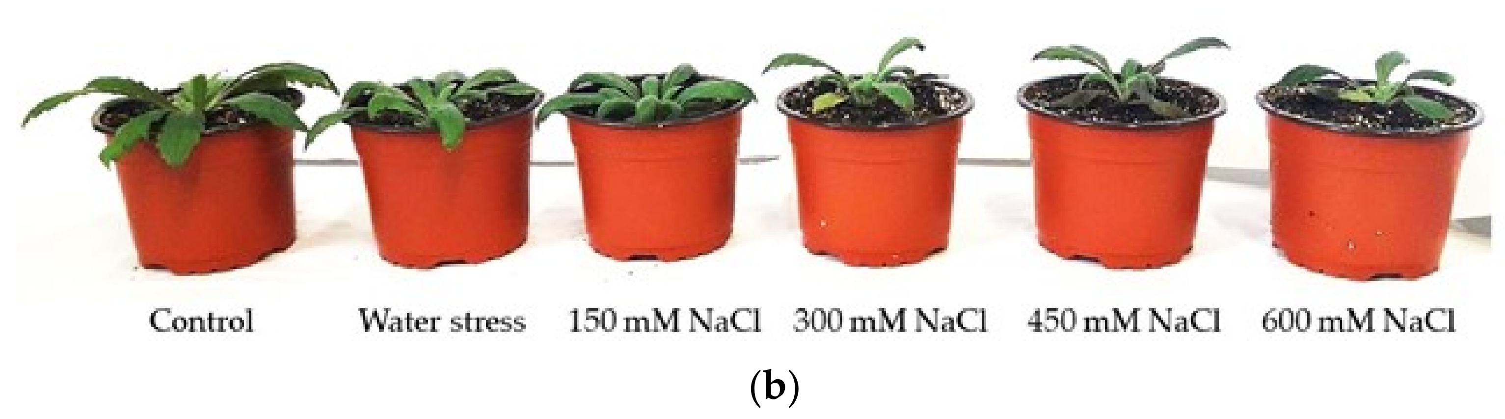 Plants 11 02059 g003b 550