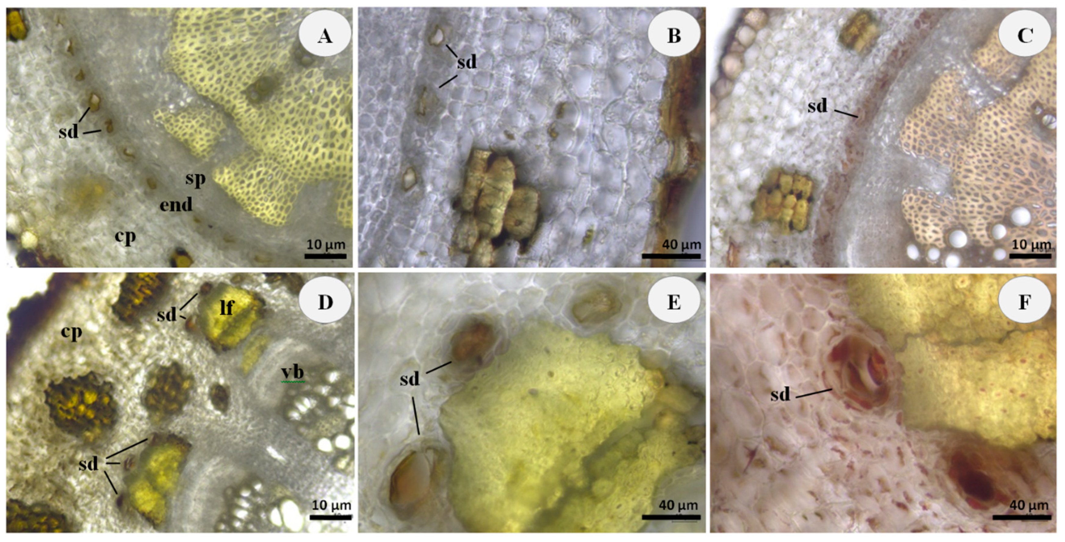 Plants 11 02061 g002 550