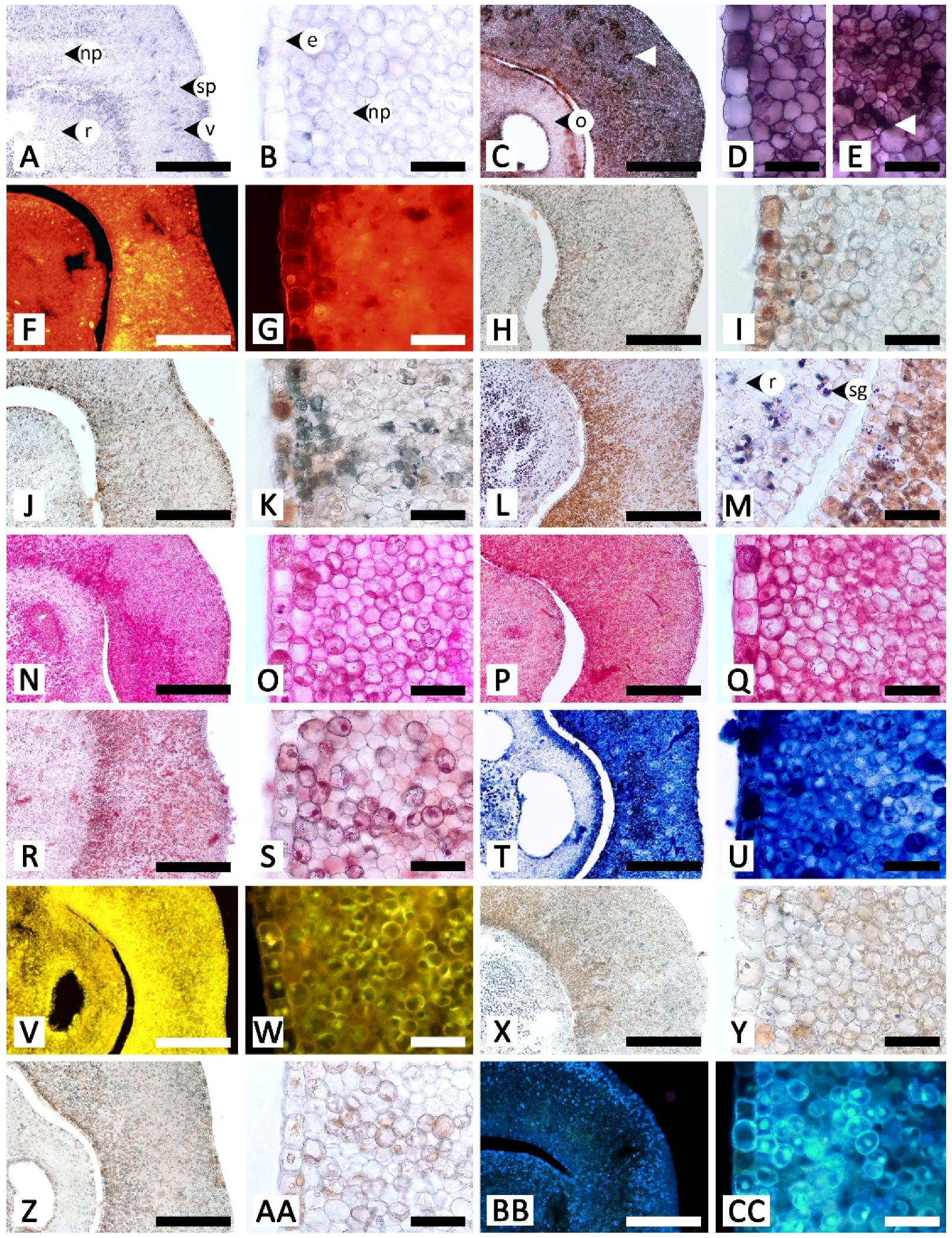 Plants 11 02068 g005 Plants 11 02068 g005