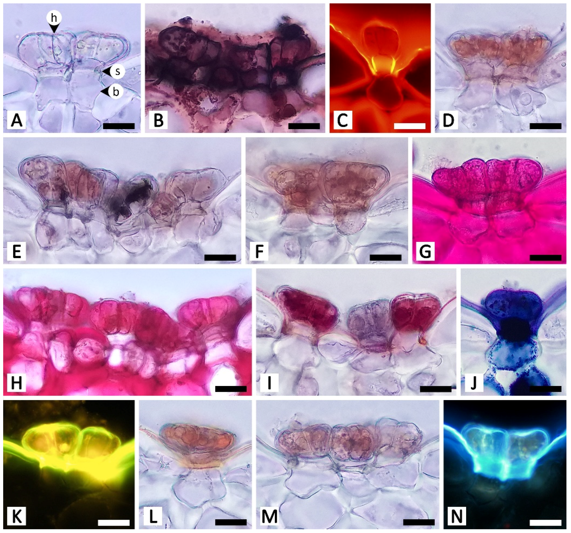 Plants 11 02068 g007 Plants 11 02068 g007