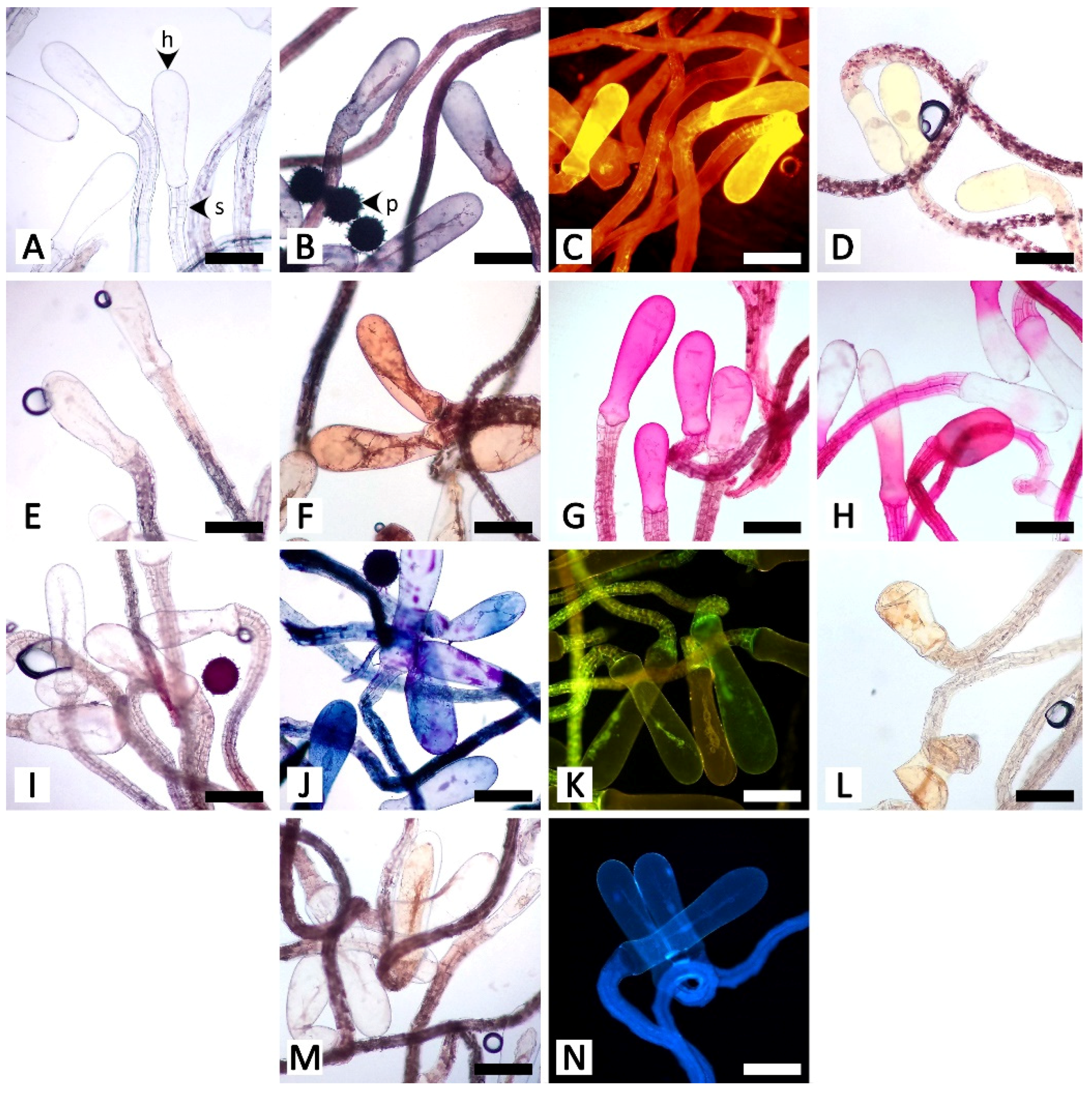 Plants 11 02068 g009 Plants 11 02068 g009