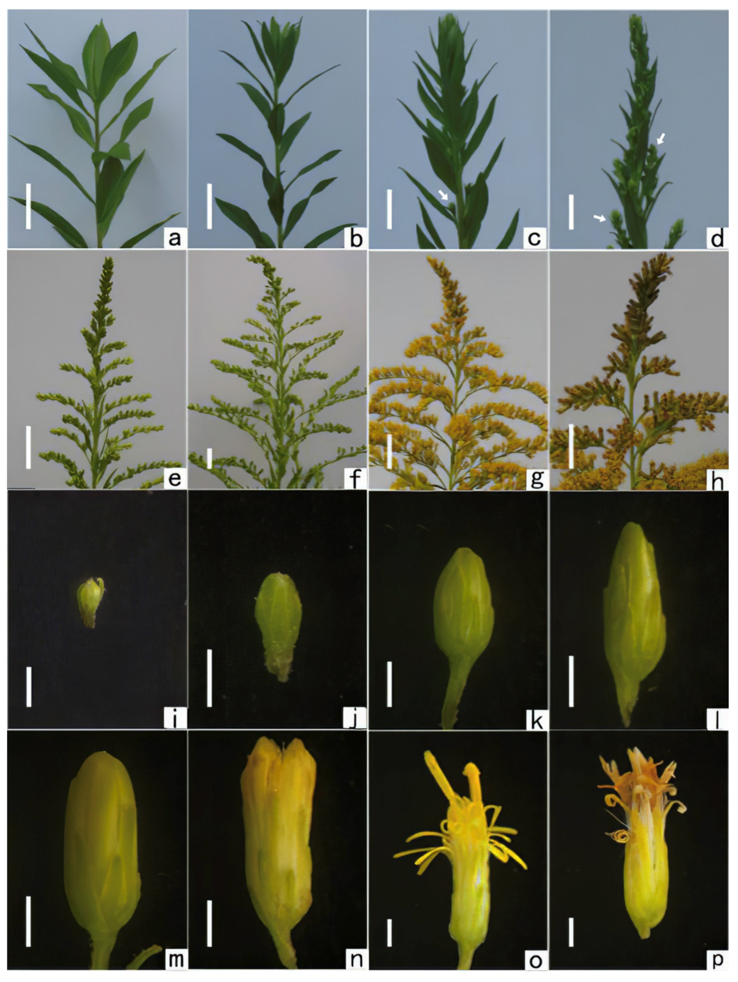 Plants 11 02073 g001