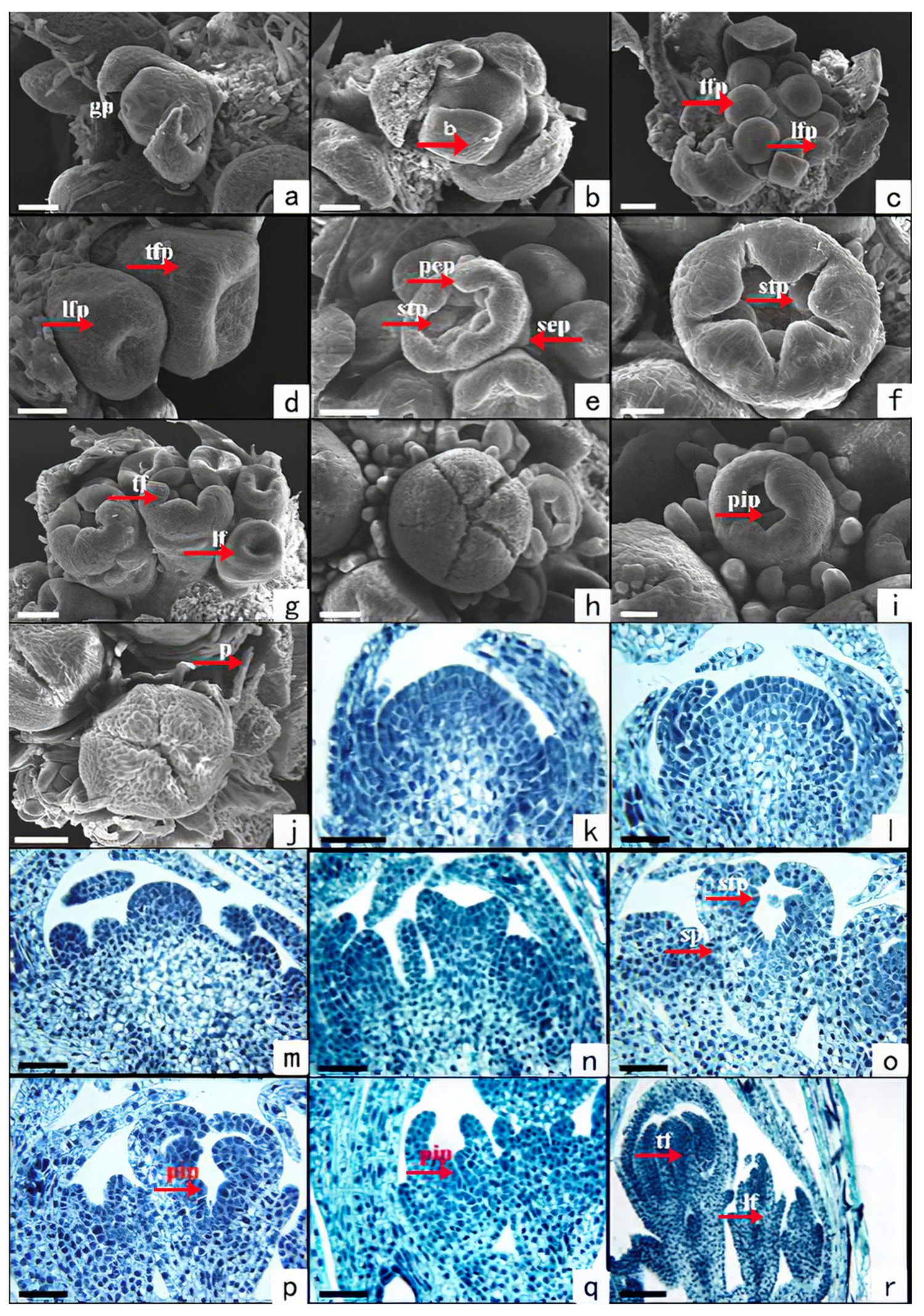 Plants 11 02073 g002