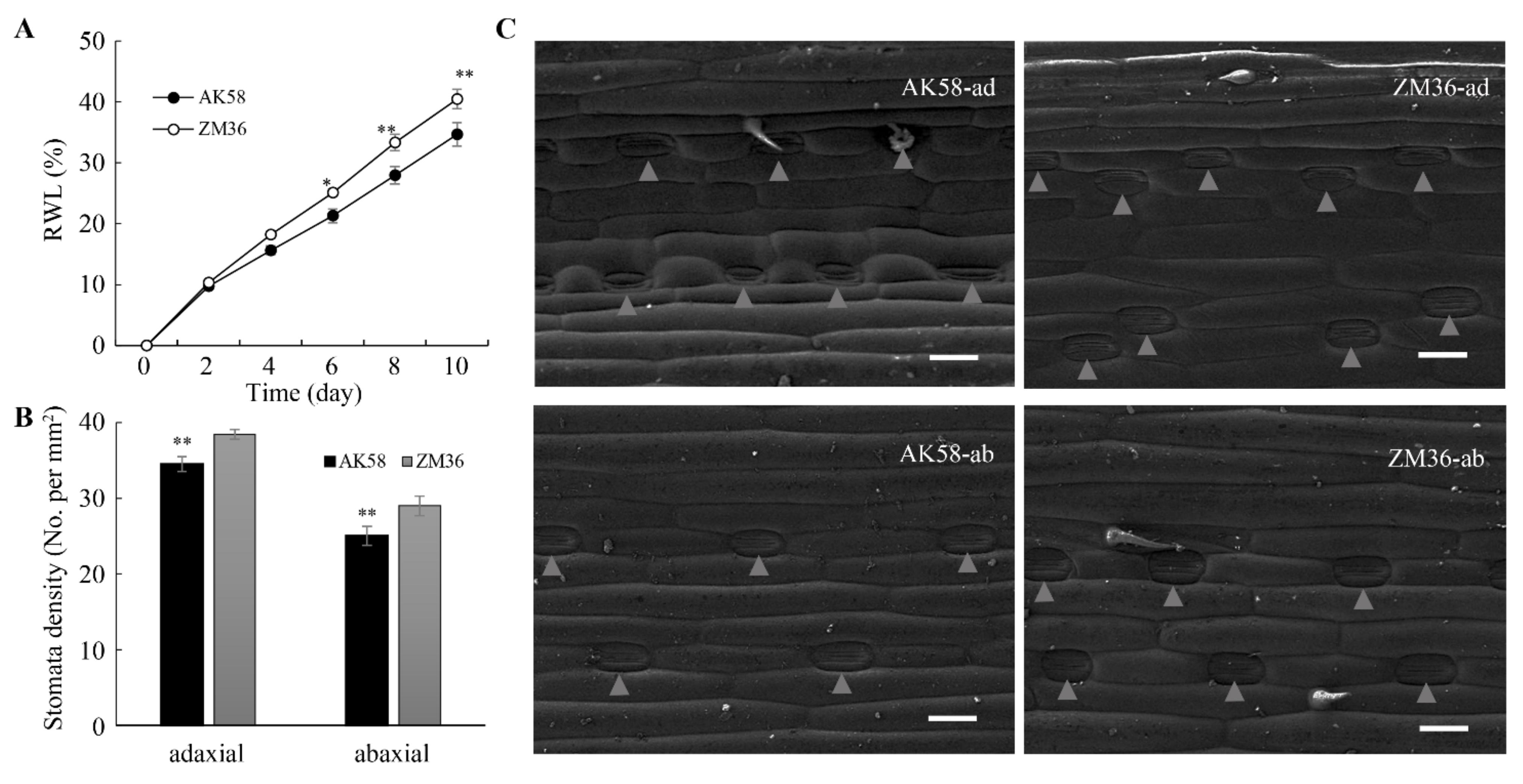 Plants 11 02076 g003