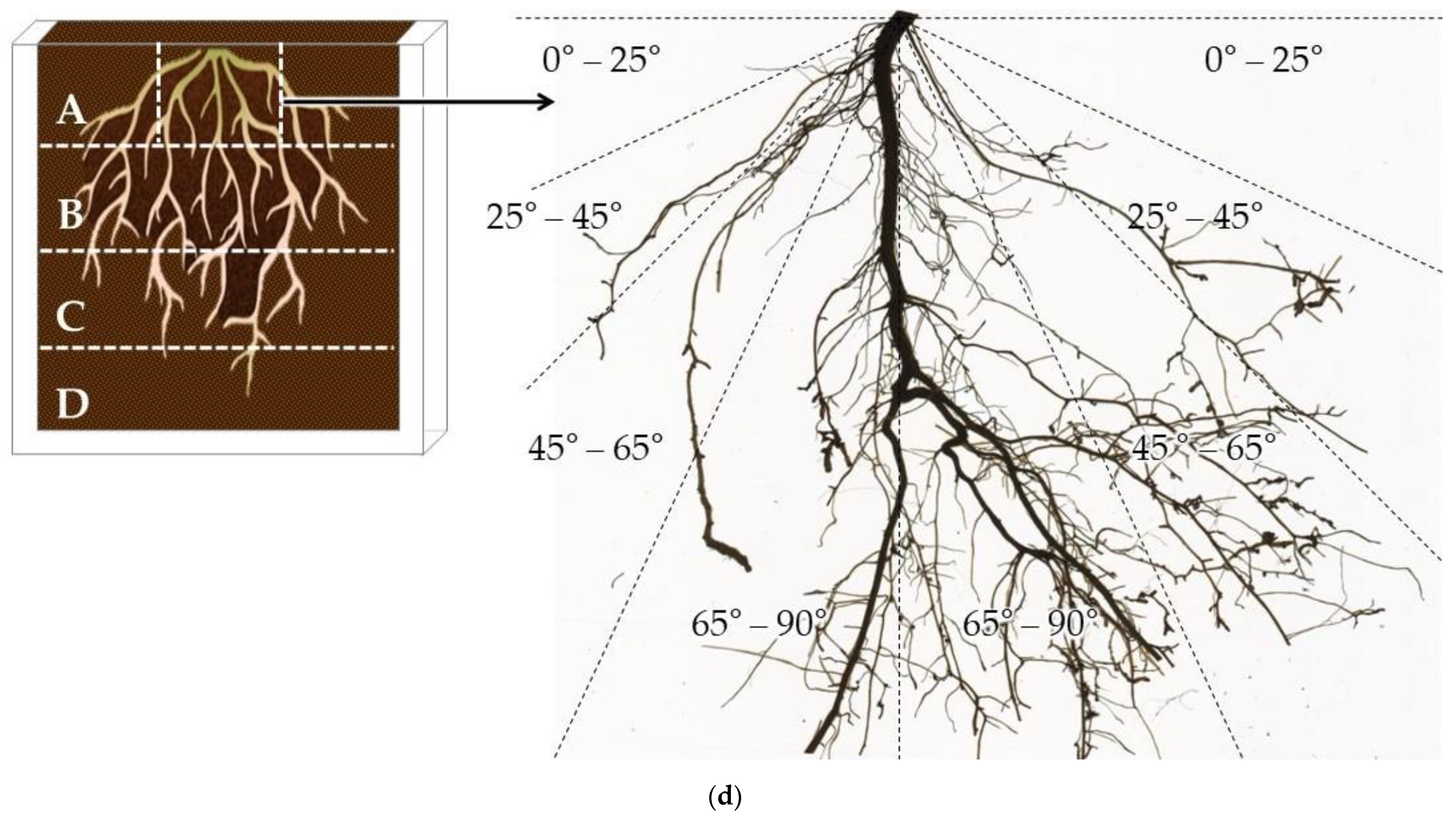 Plants 11 02081 g004b 550