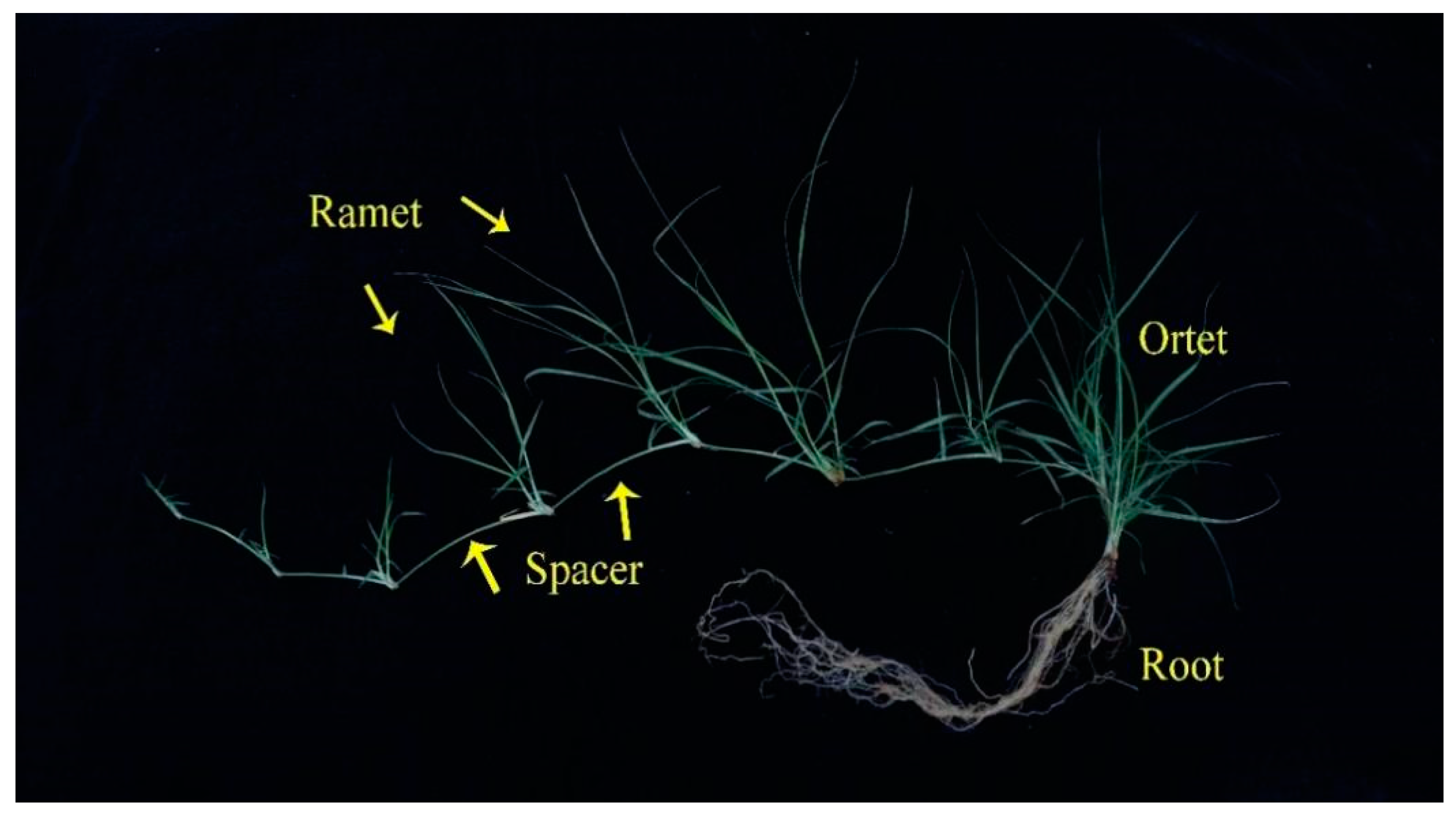 Plants 11 02086 g004