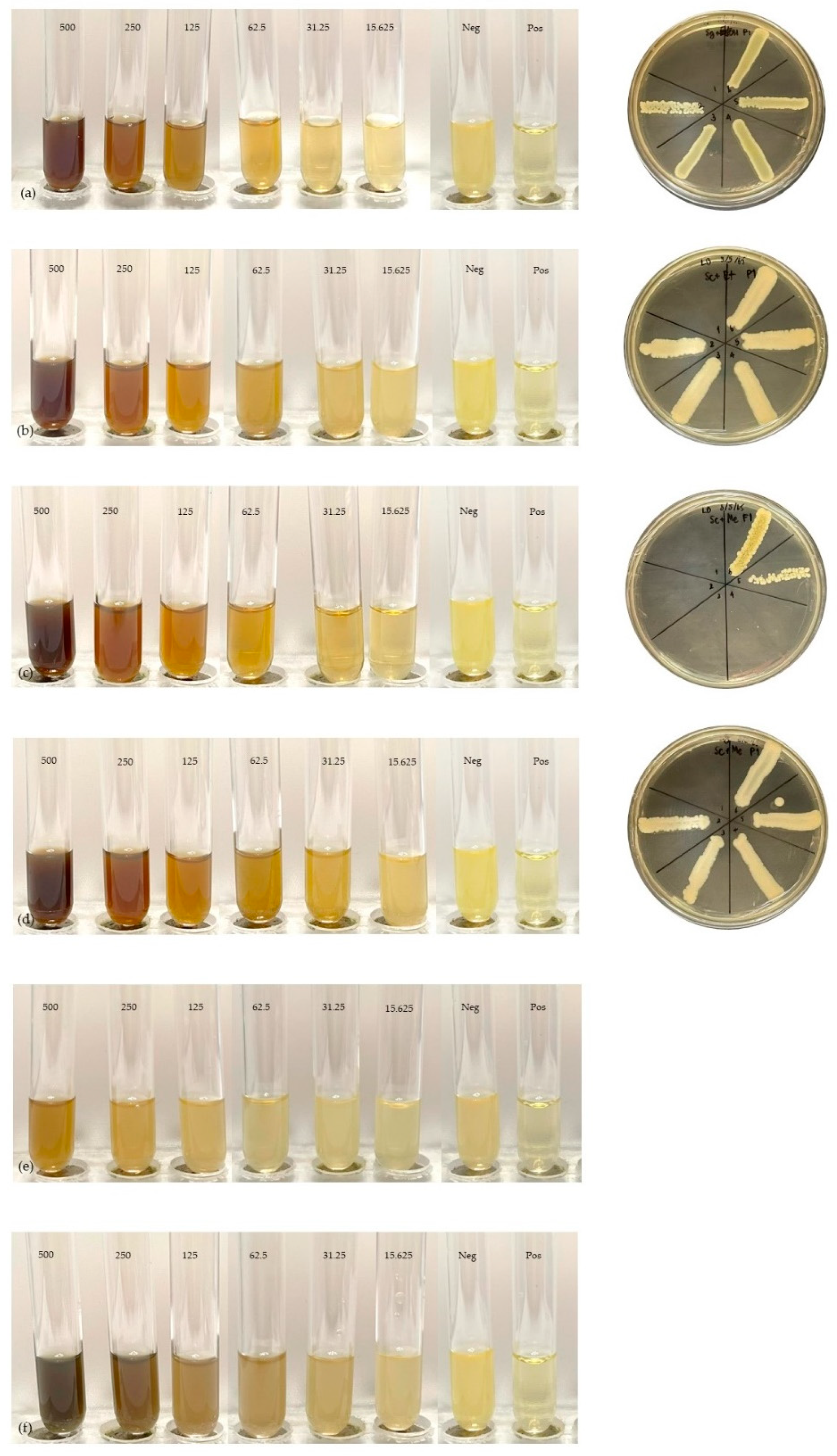 Plants 11 02089 g005 550