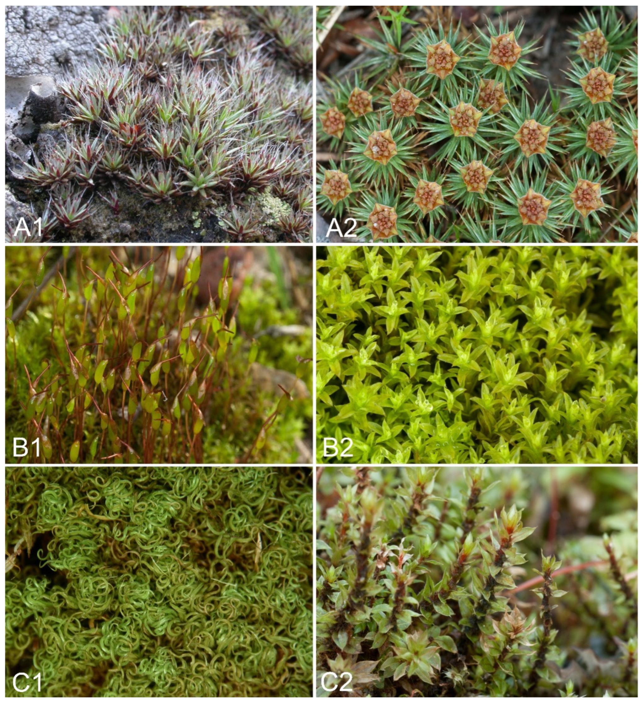 Plants 11 02091 g006