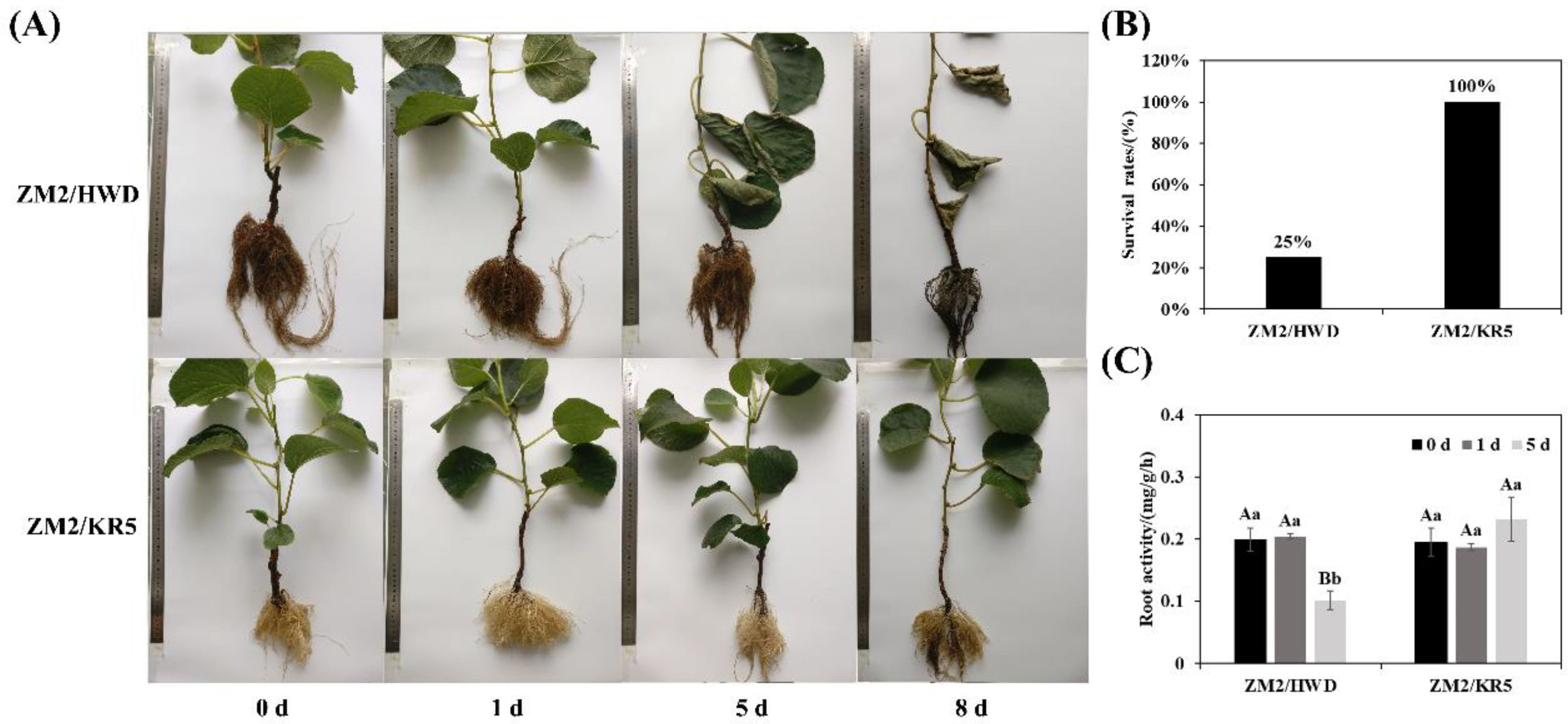 Plants 11 02098 g001 550