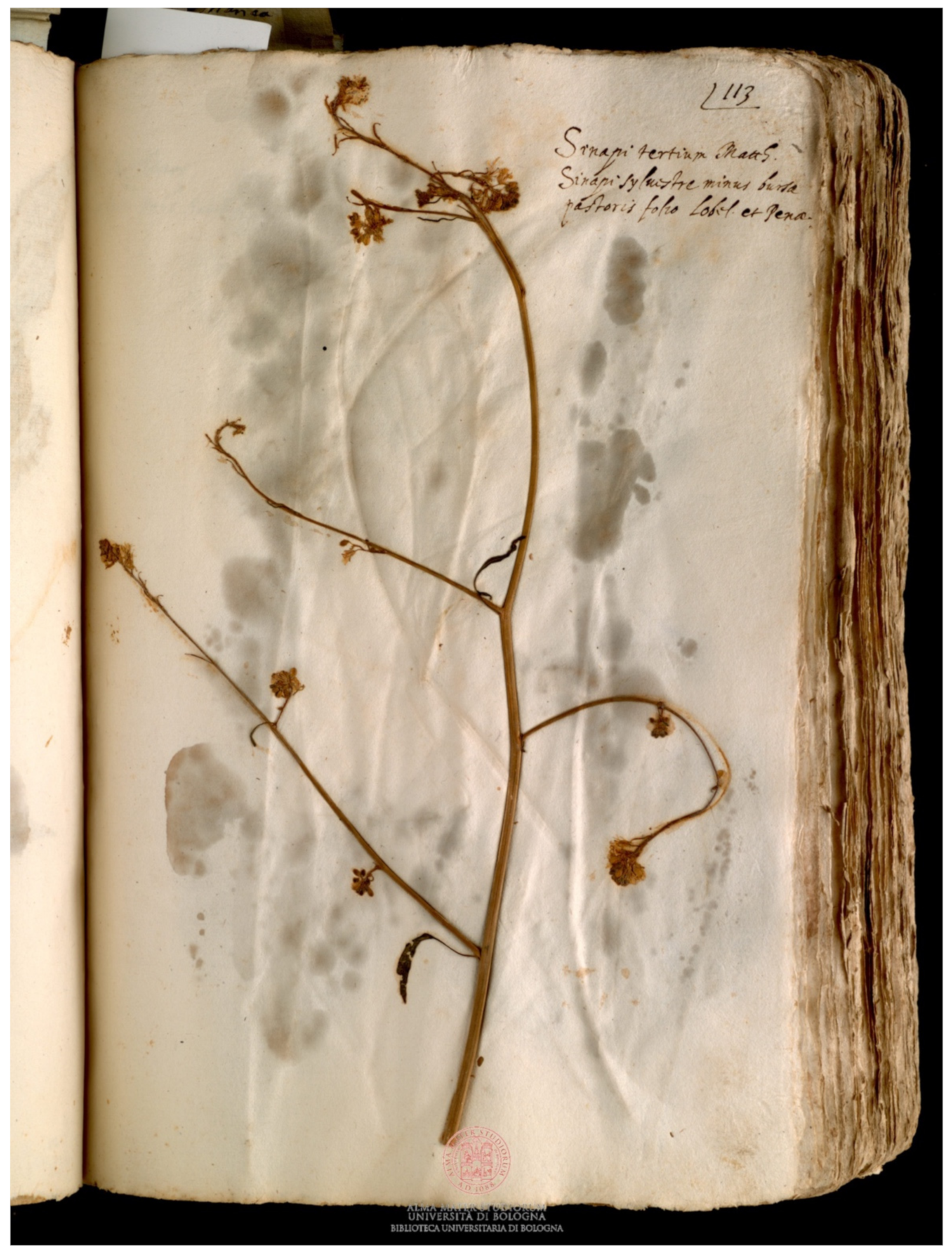 Plants 11 02100 g002