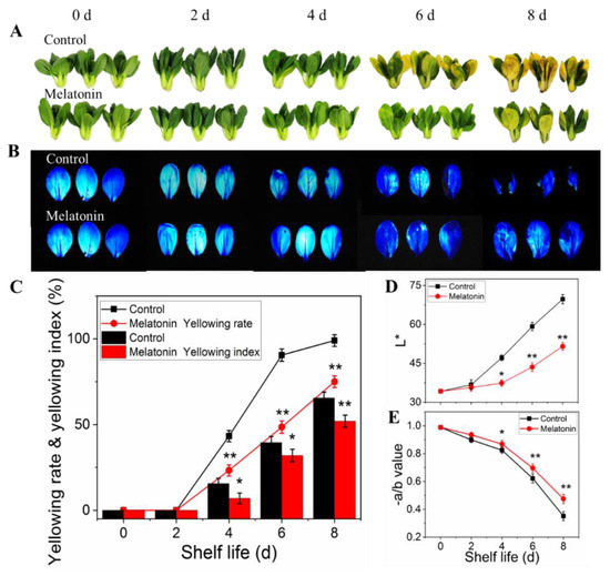 Exogenous Melatonin Alleviated Leaf Yellowing via Inhibiting