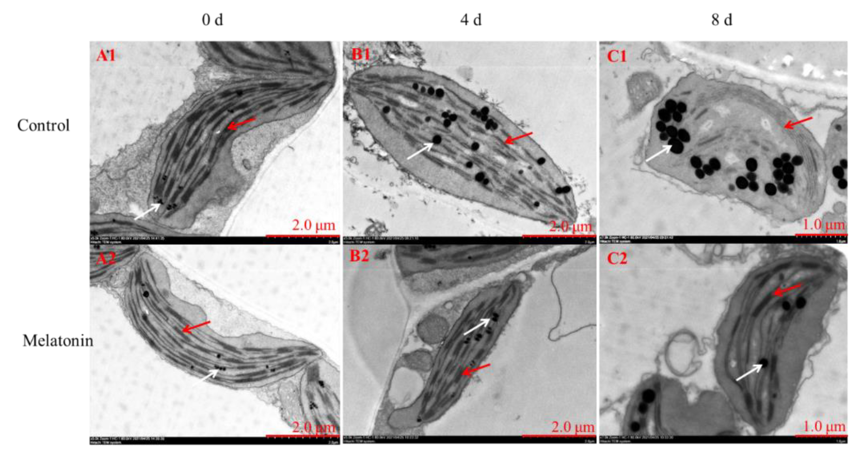 Plants 11 02102 g003
