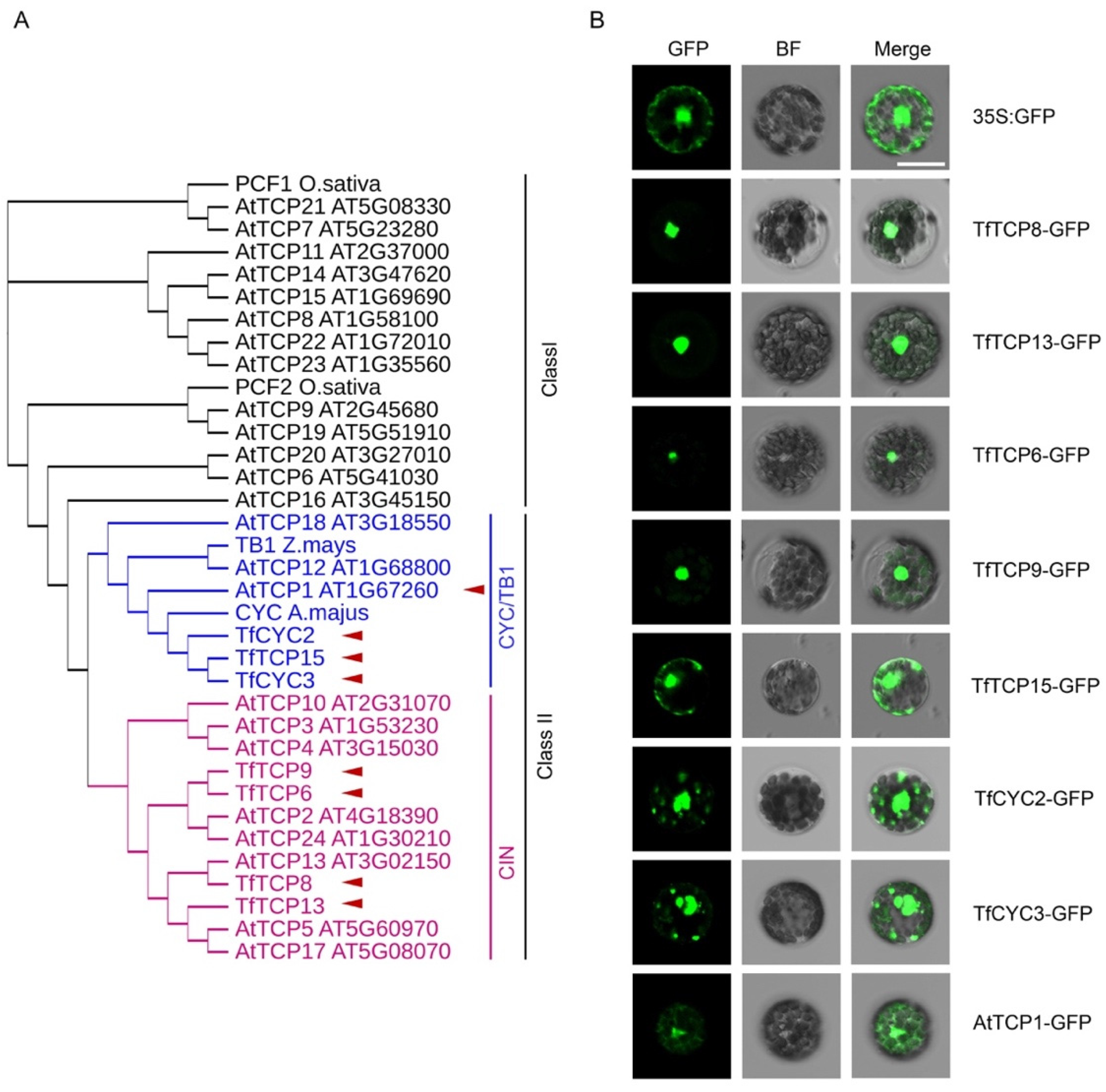Plants 11 02106 g003