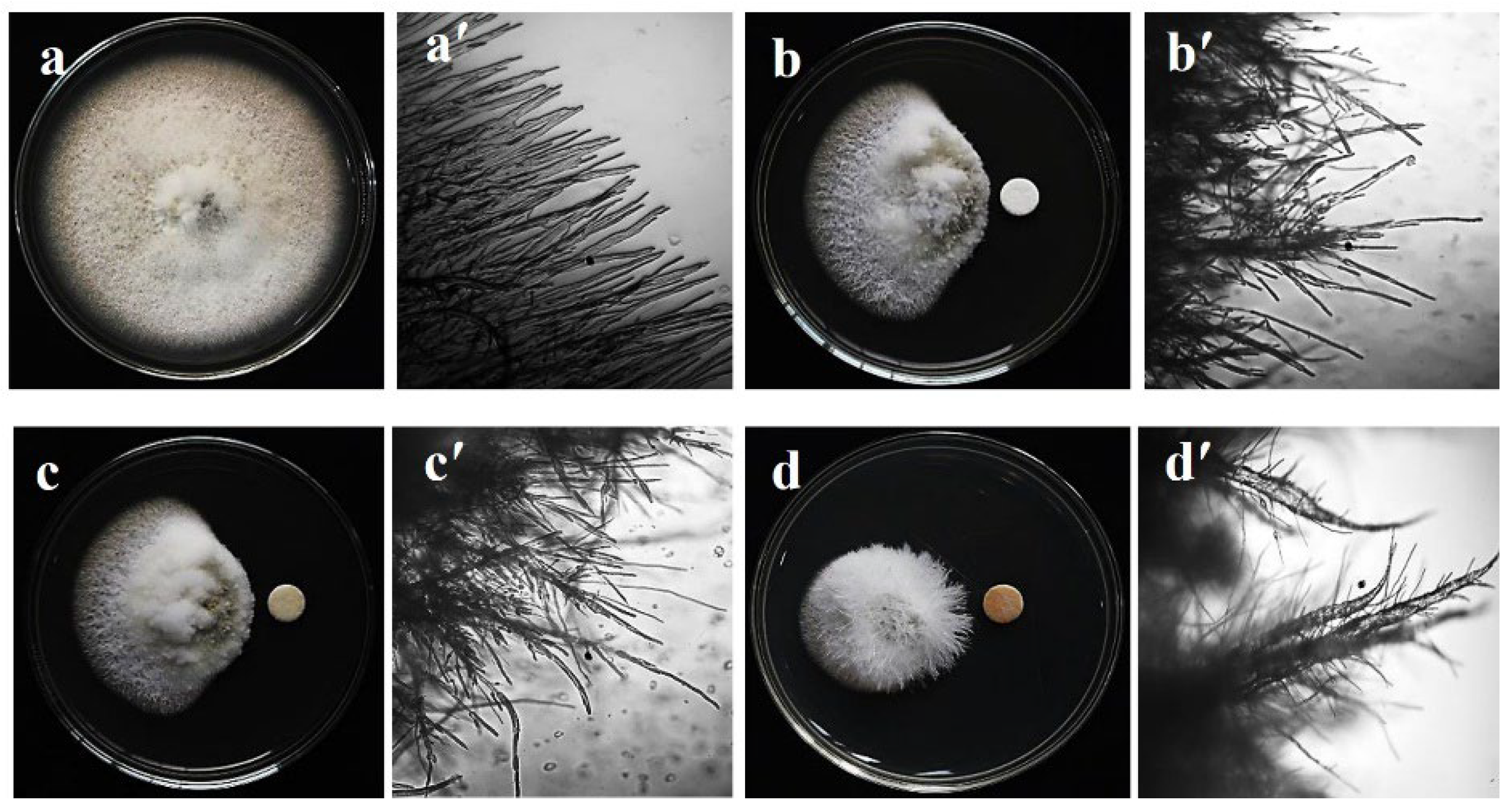 Plants 11 02108 g001