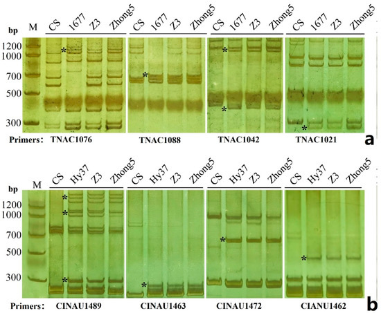 Precise Identification of Chromosome Constitution and
