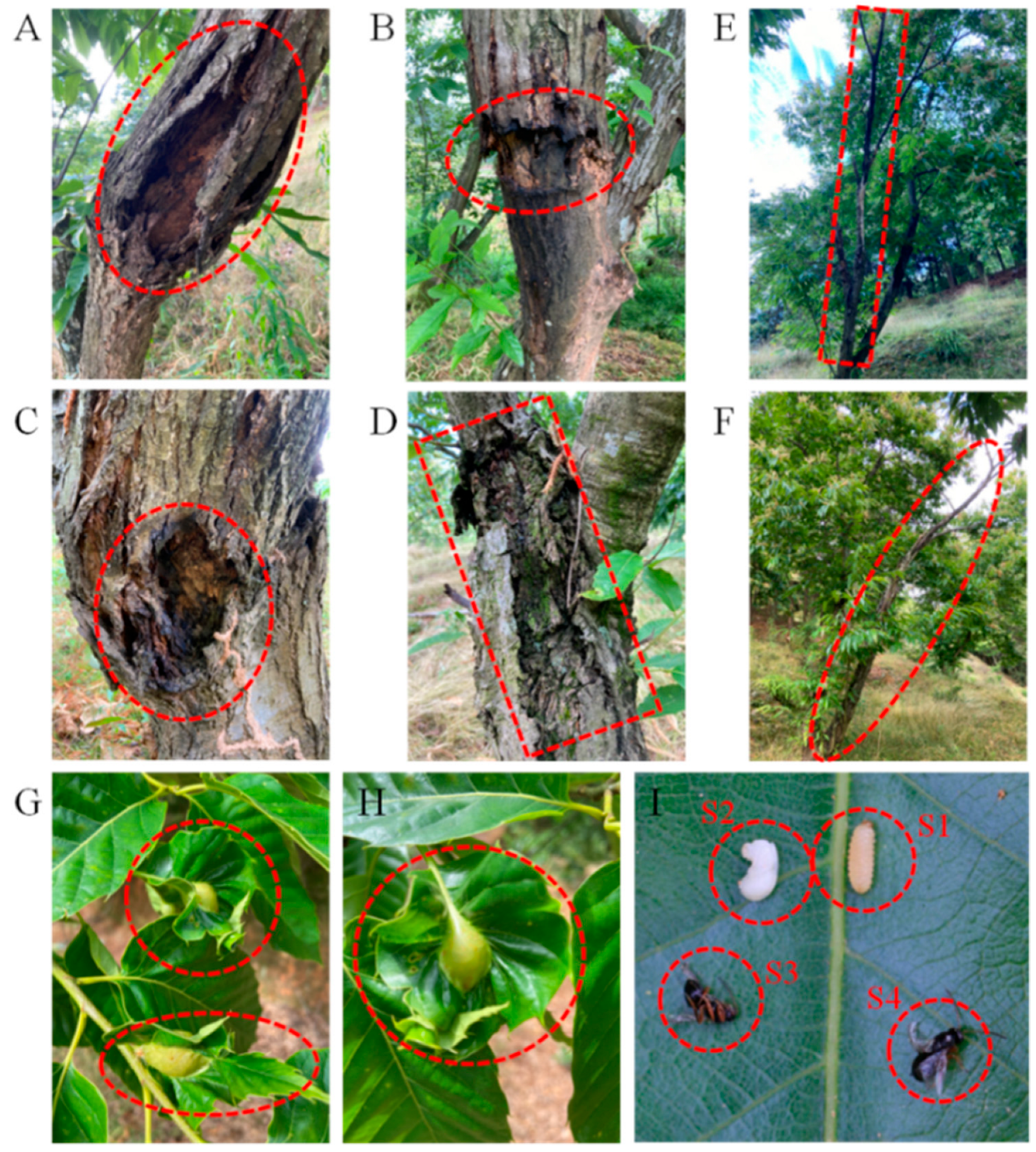 Plants 11 02111 g002