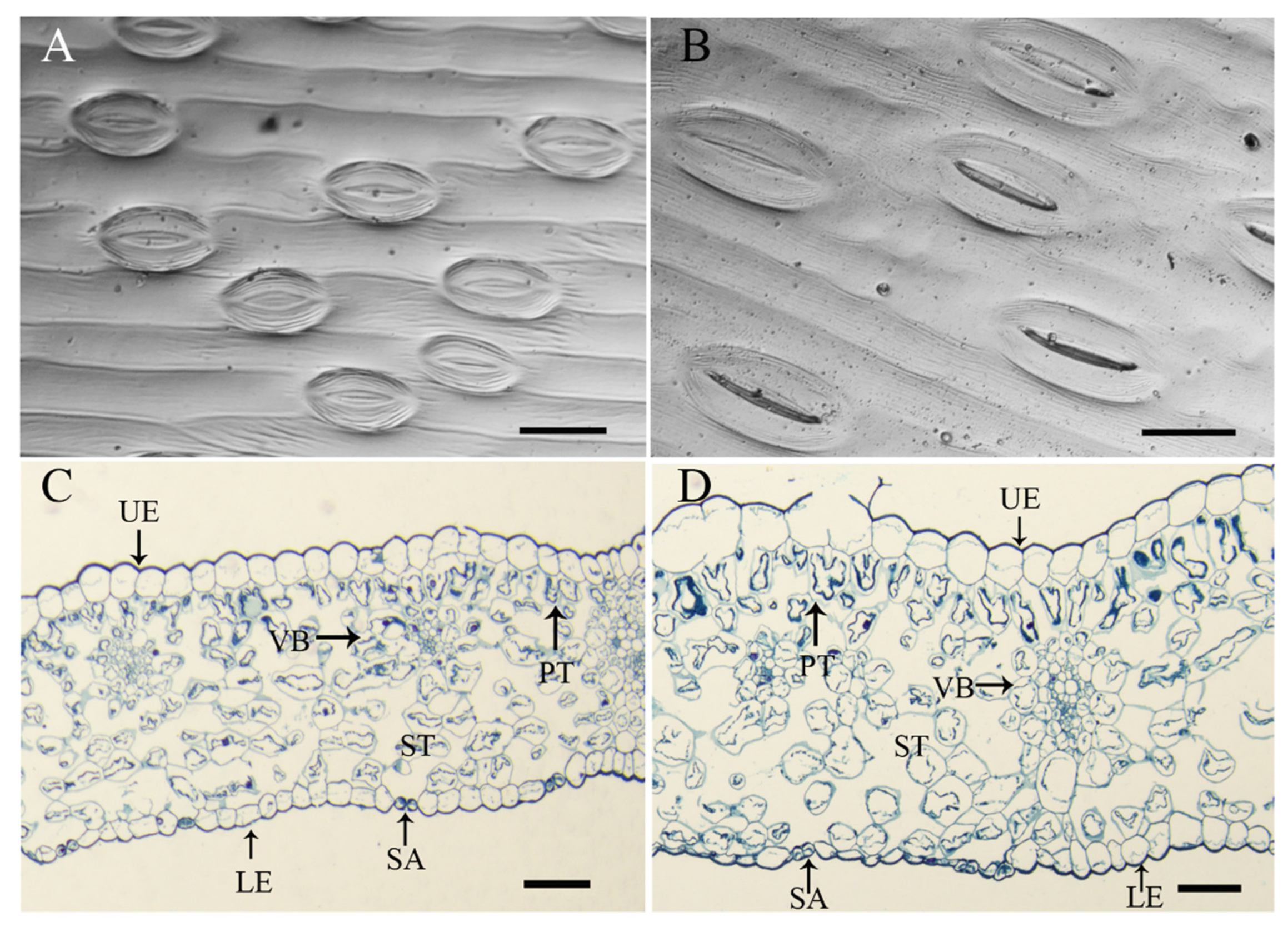Plants 11 02112 g004 550
