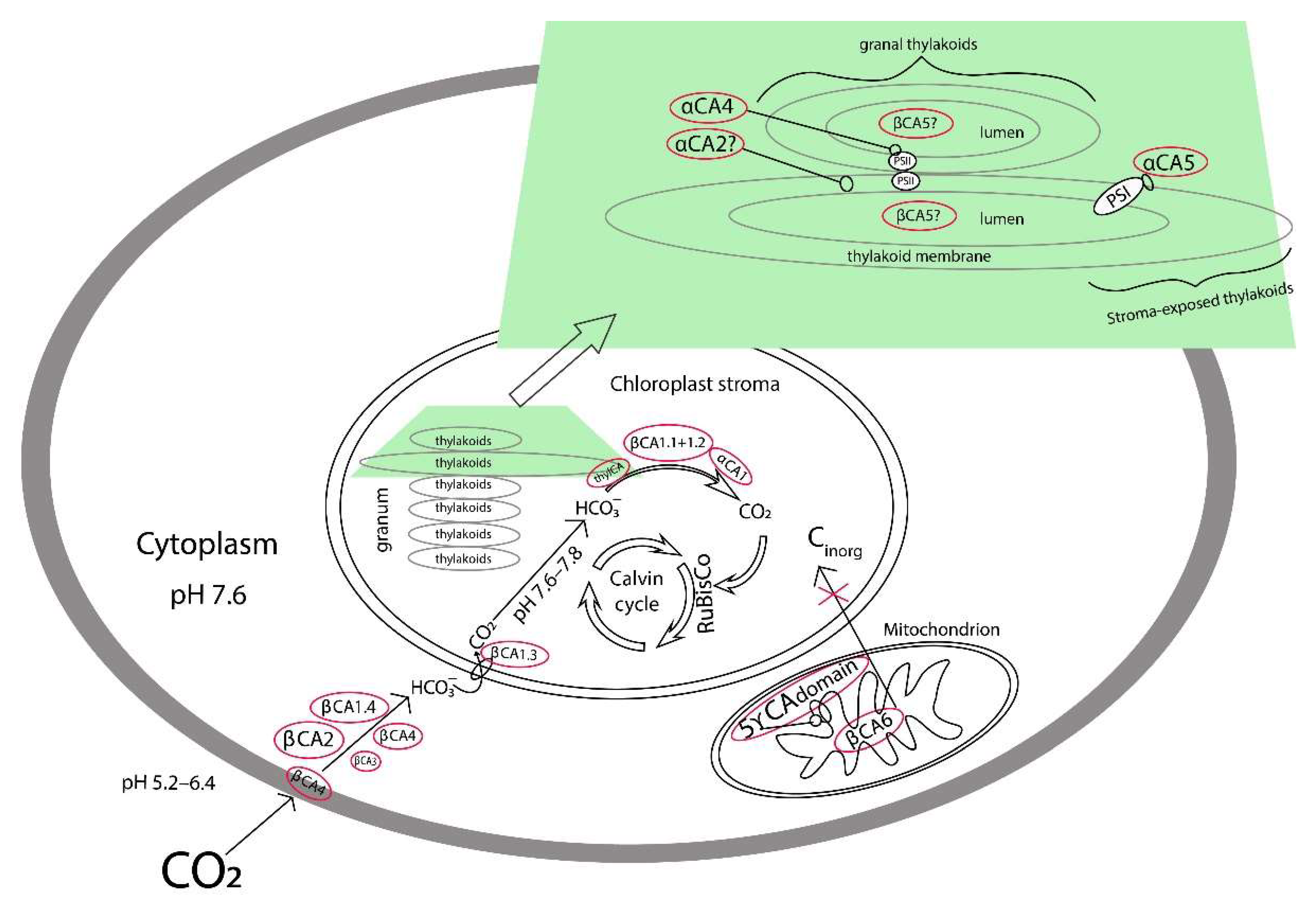 Plants 11 02113 g008 550