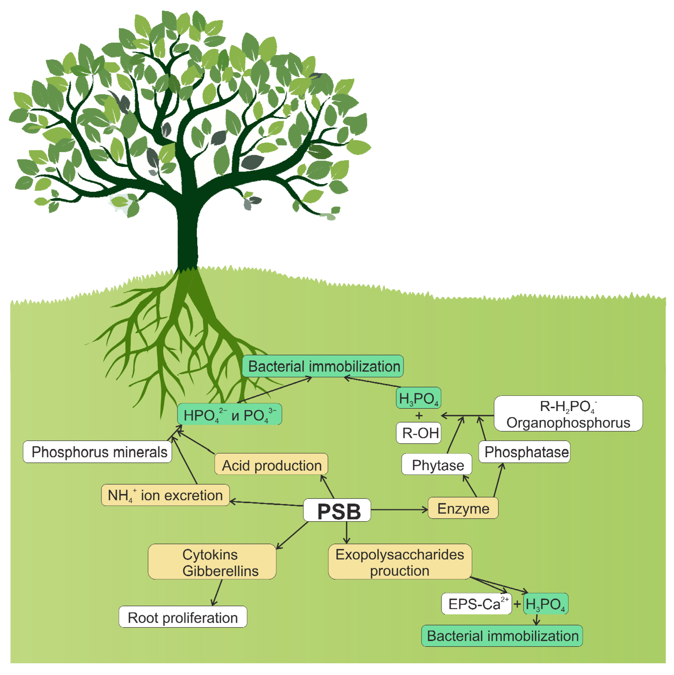 Phosphorus Uses In Plants