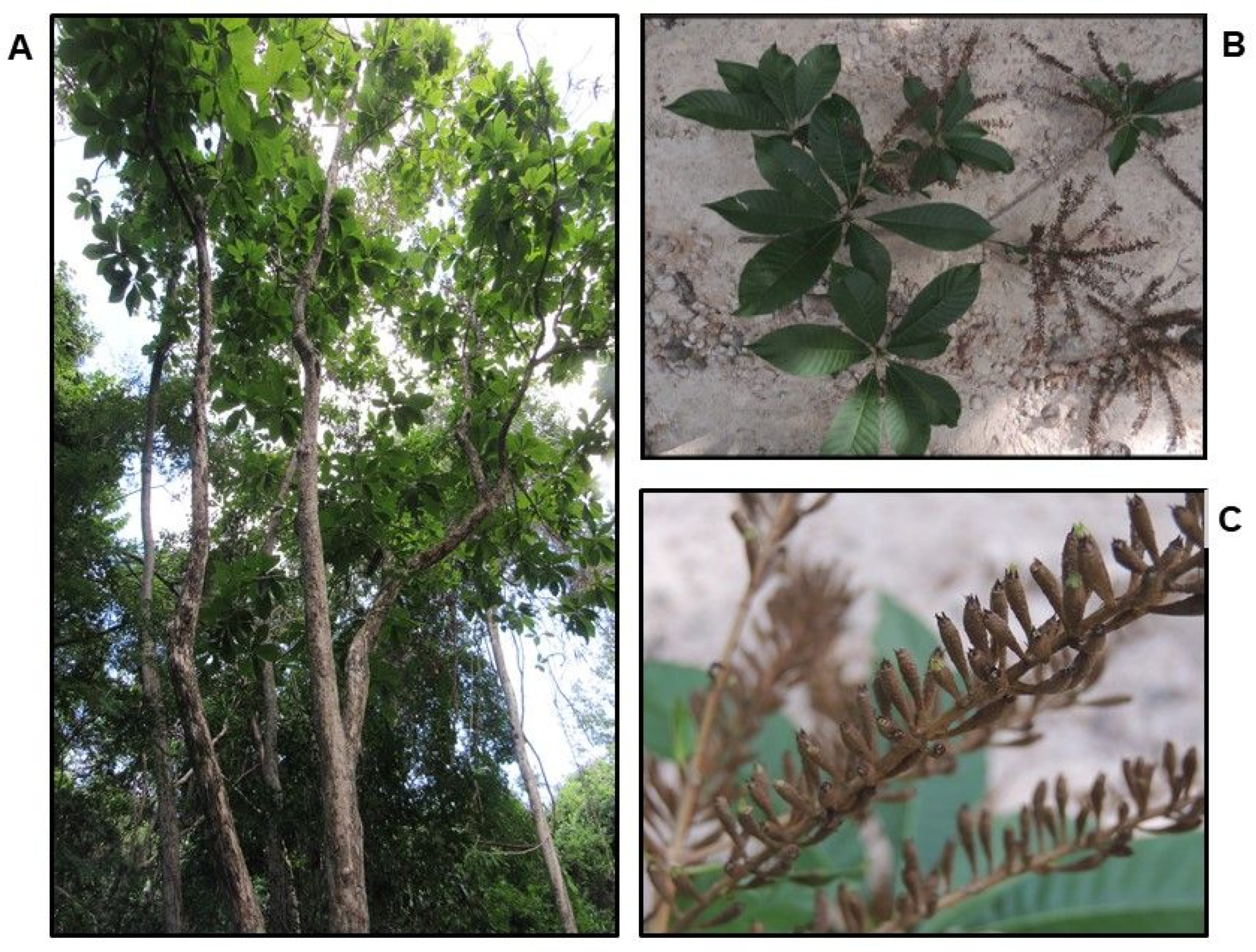 Plants 11 02138 g001