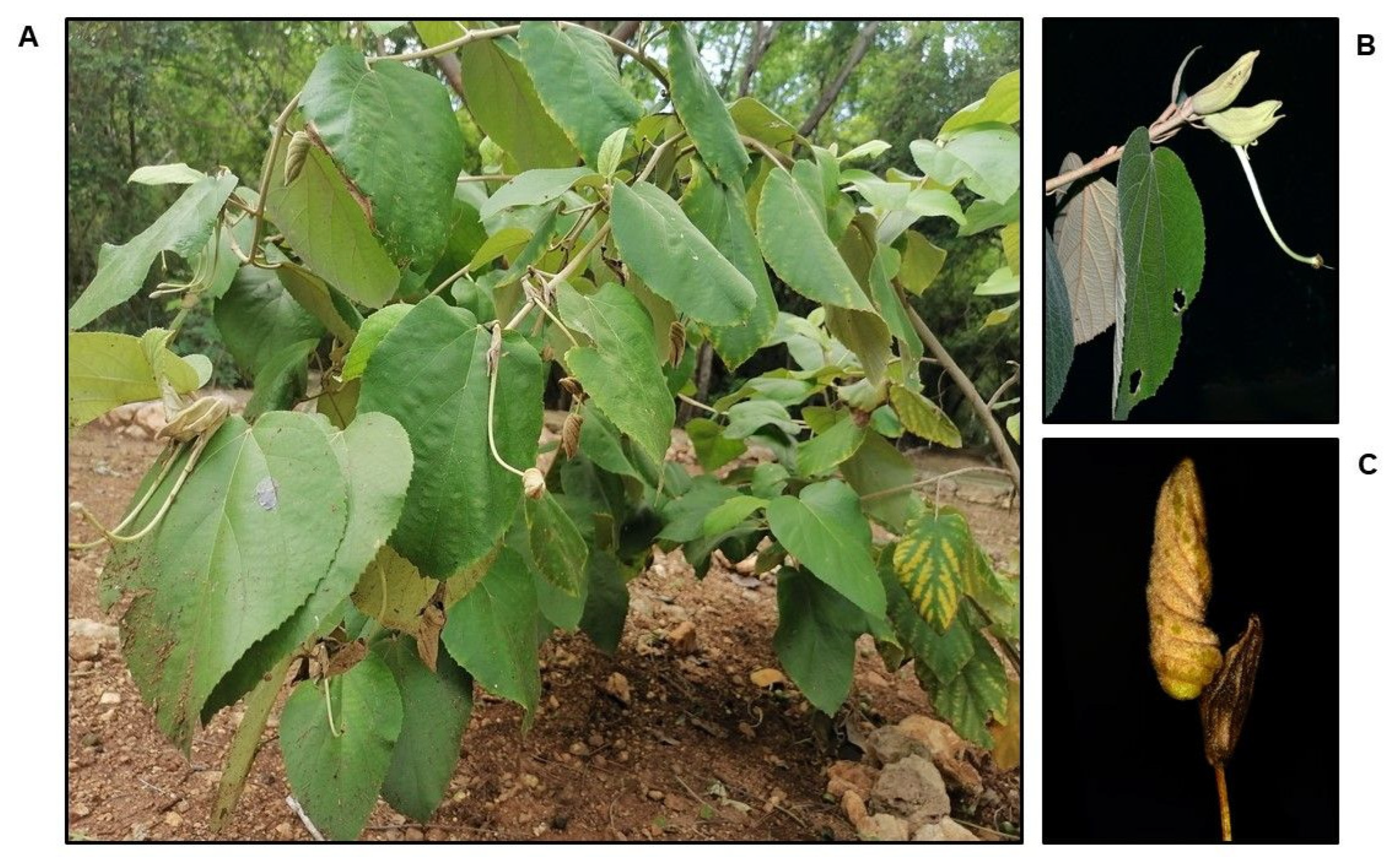 Plants 11 02138 g002