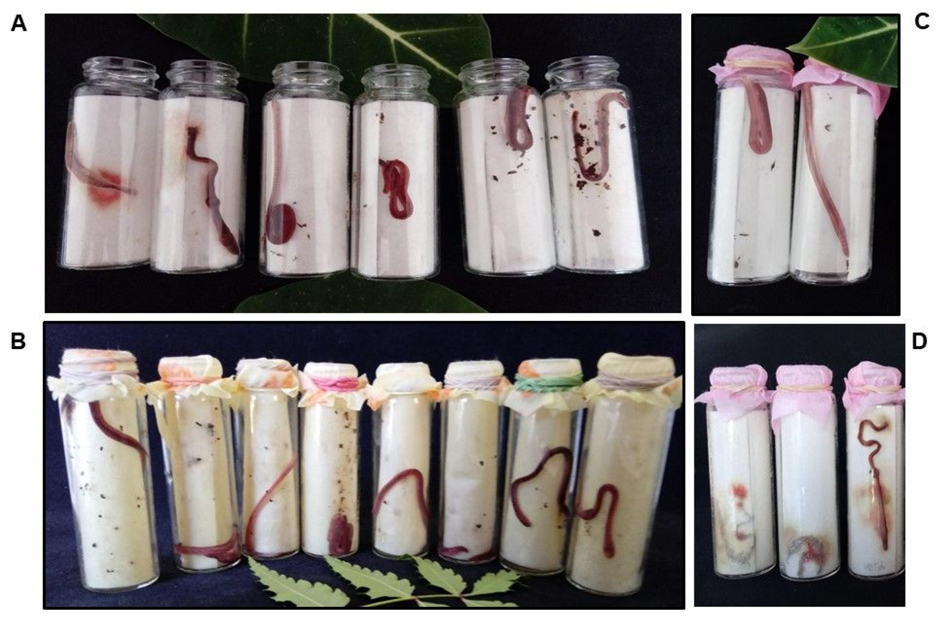 Plants 11 02138 g003