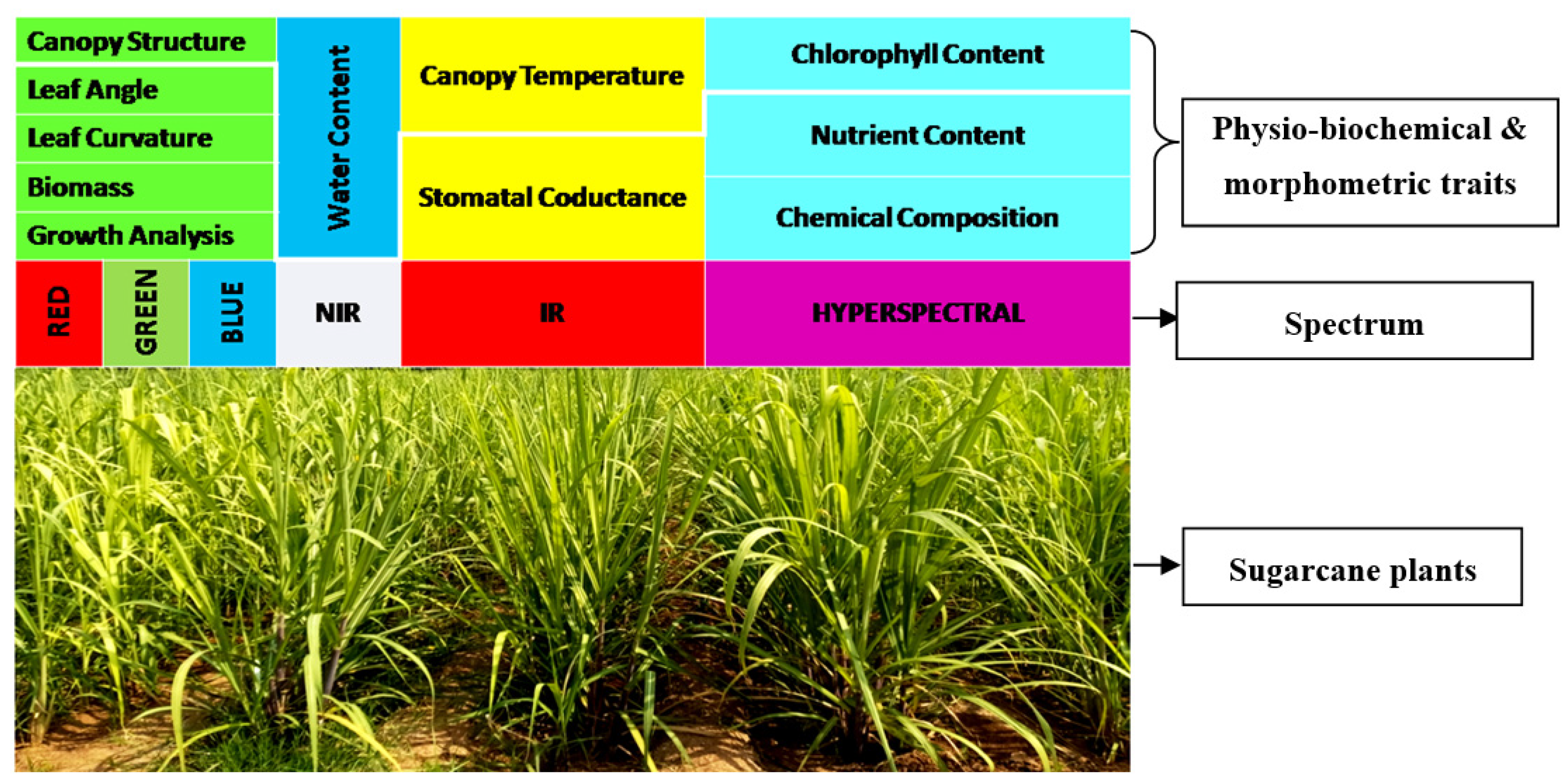 Plants 11 02139 g003