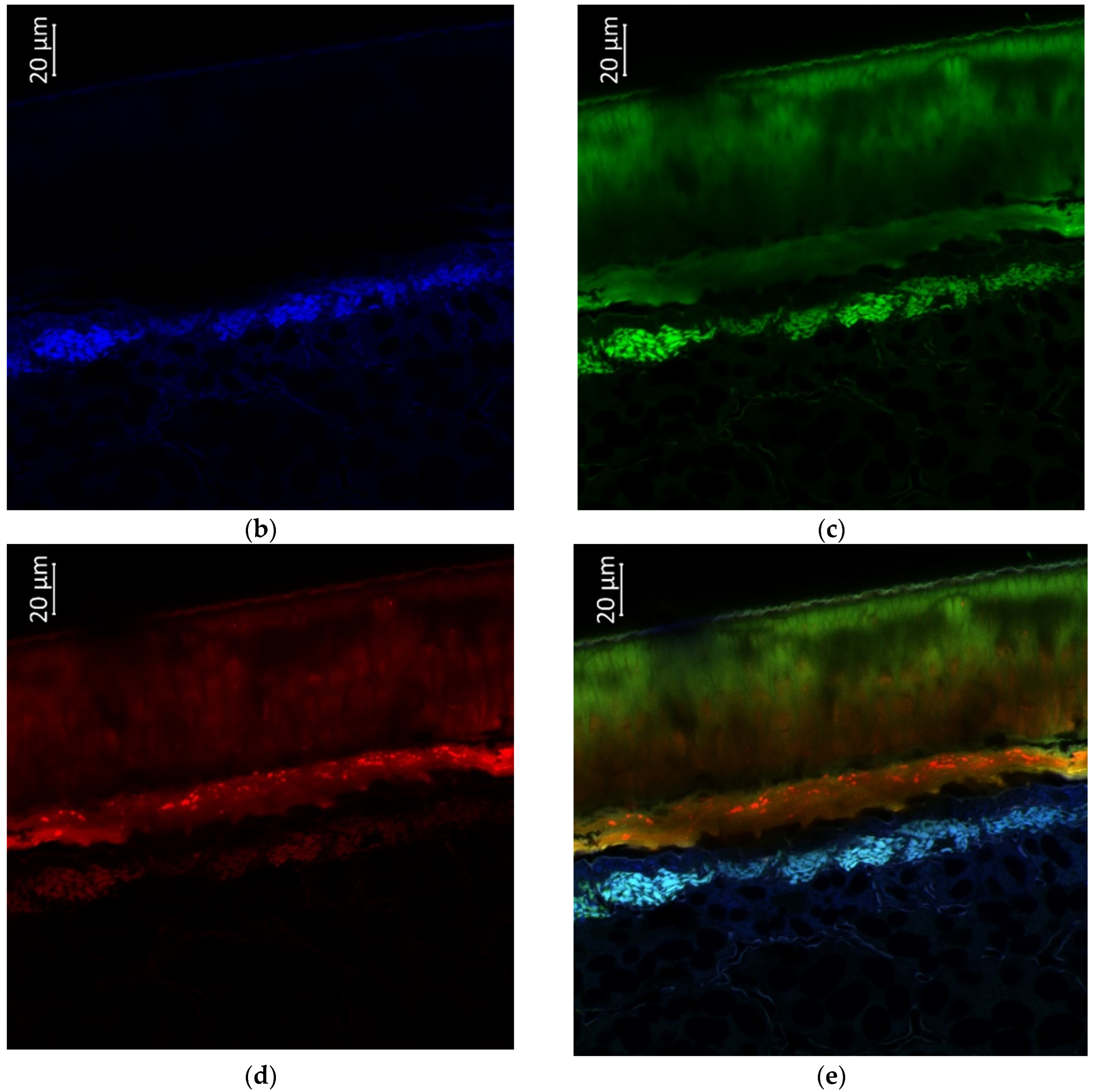 Plants 11 02147 g008b