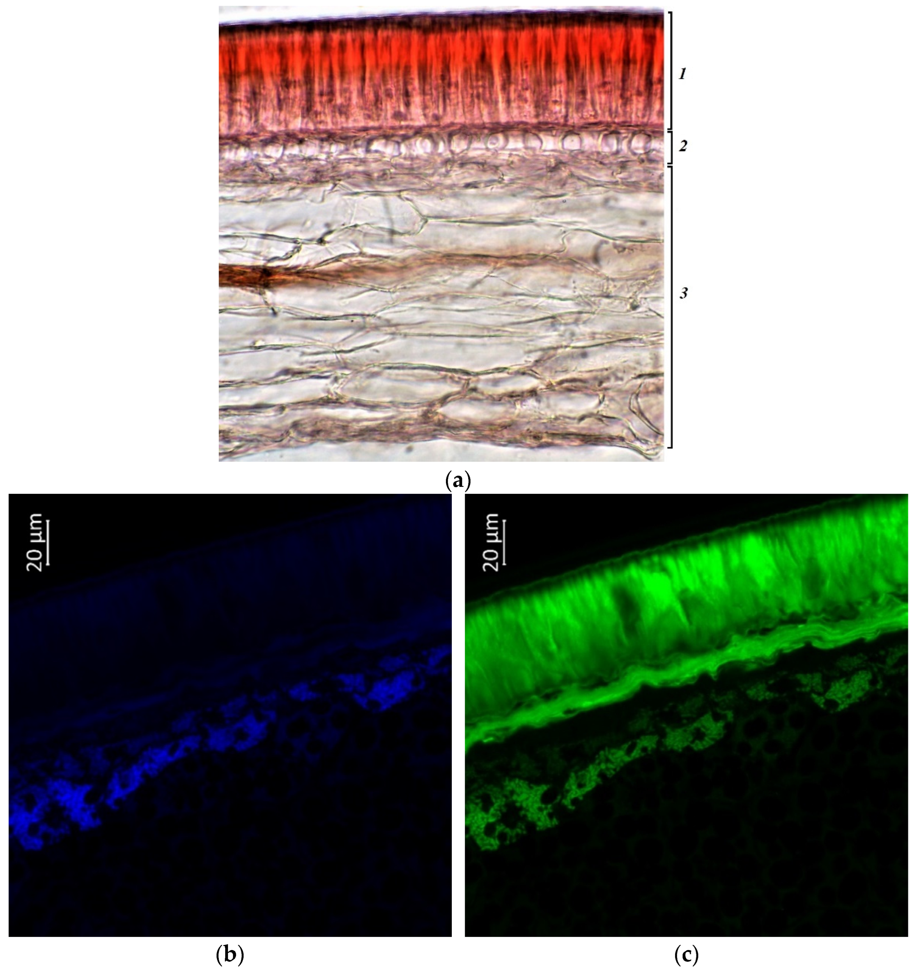 Plants 11 02147 g010a