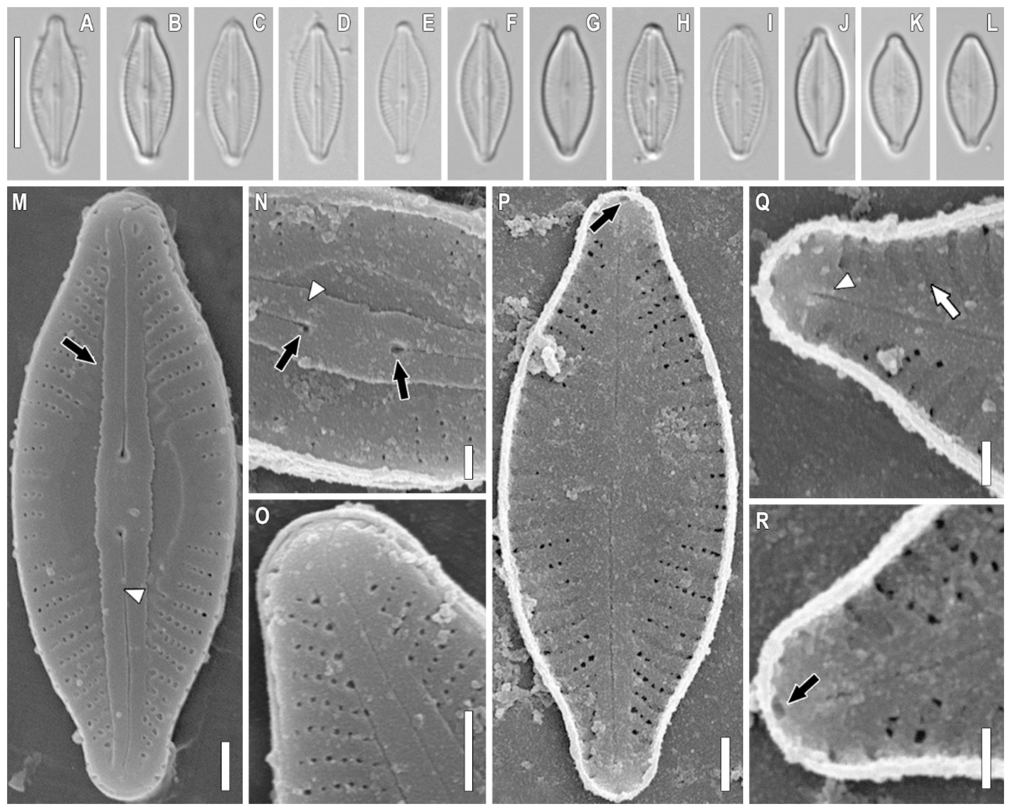 Plants 11 02148 g002