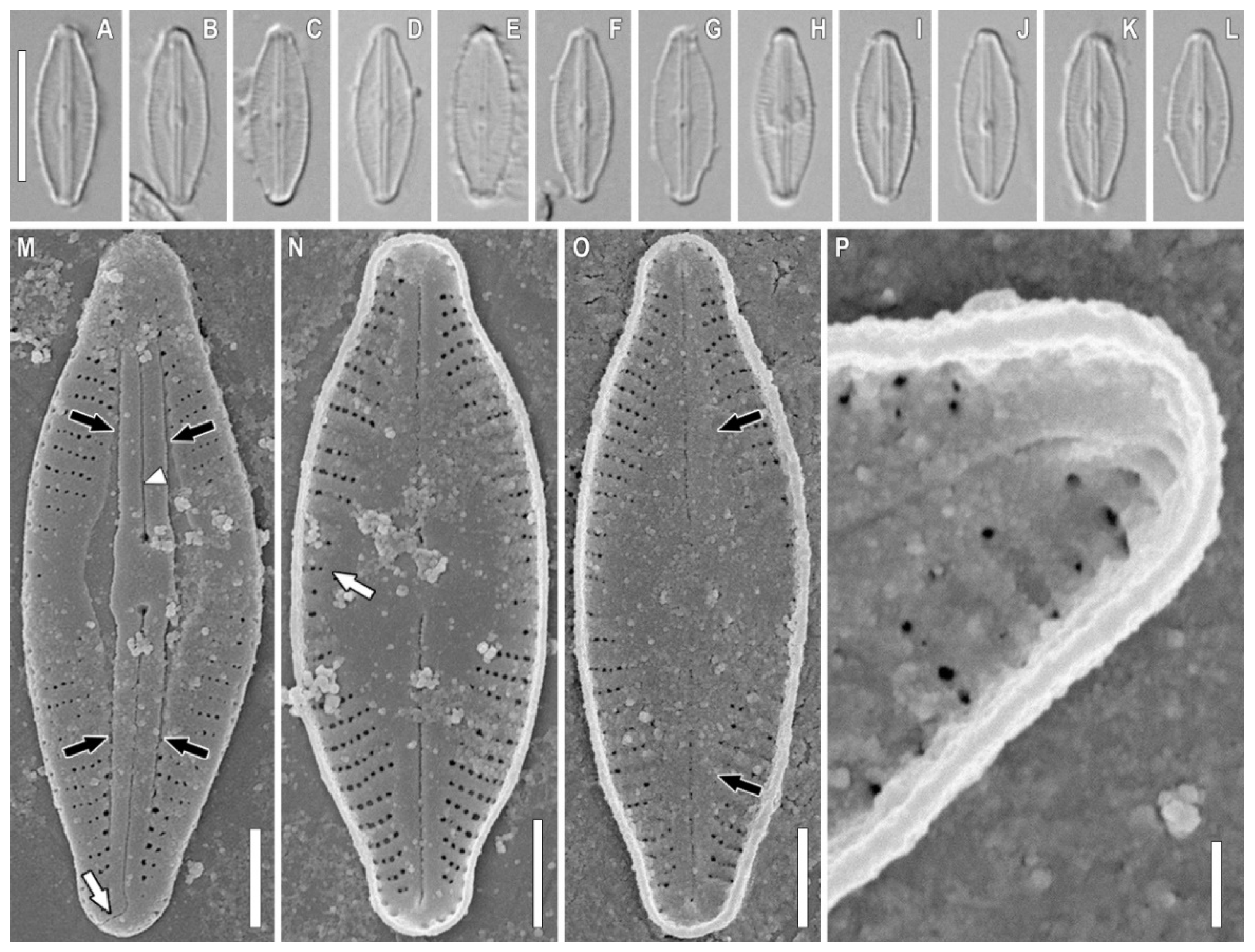 Plants 11 02148 g003