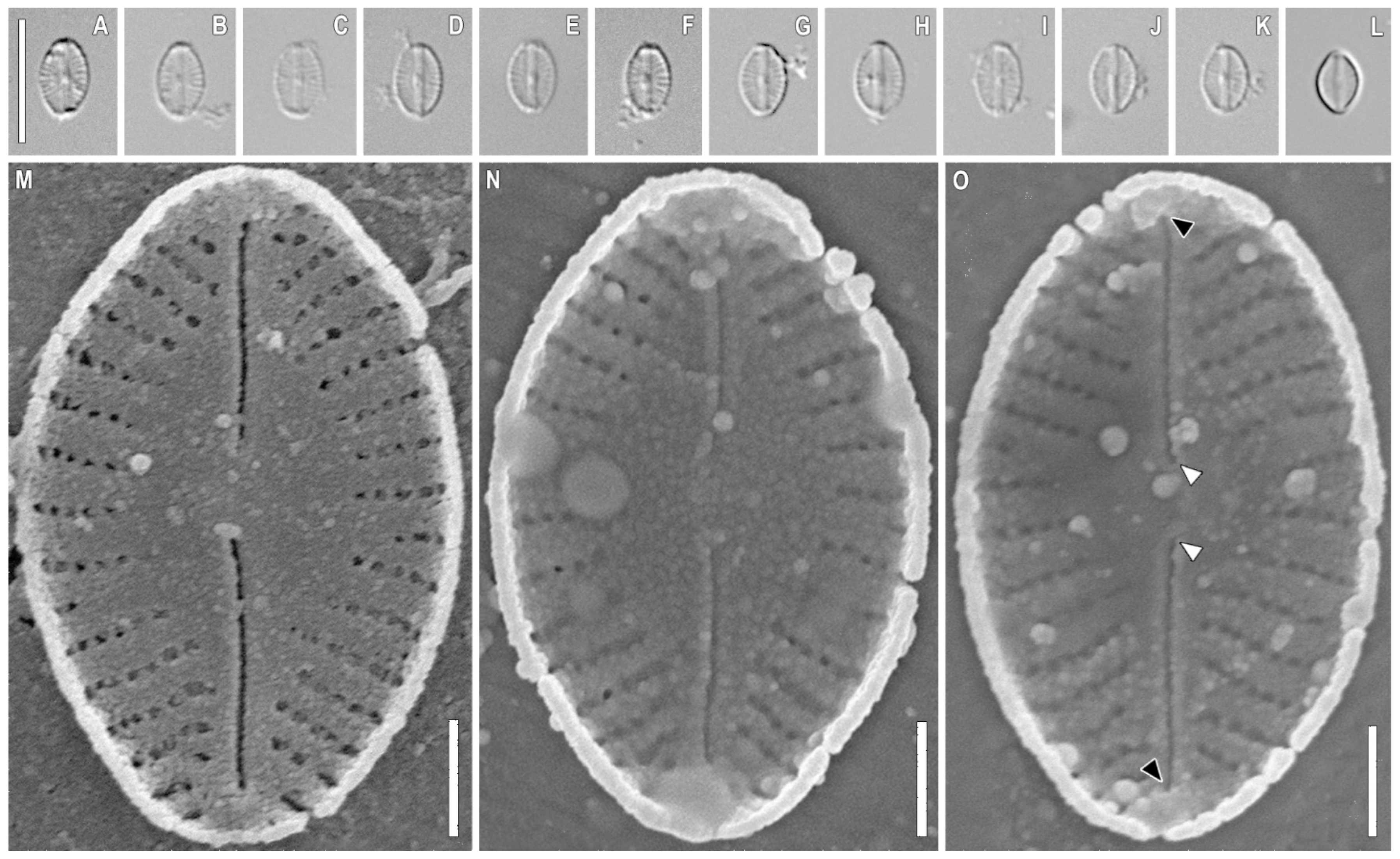Plants 11 02148 g004