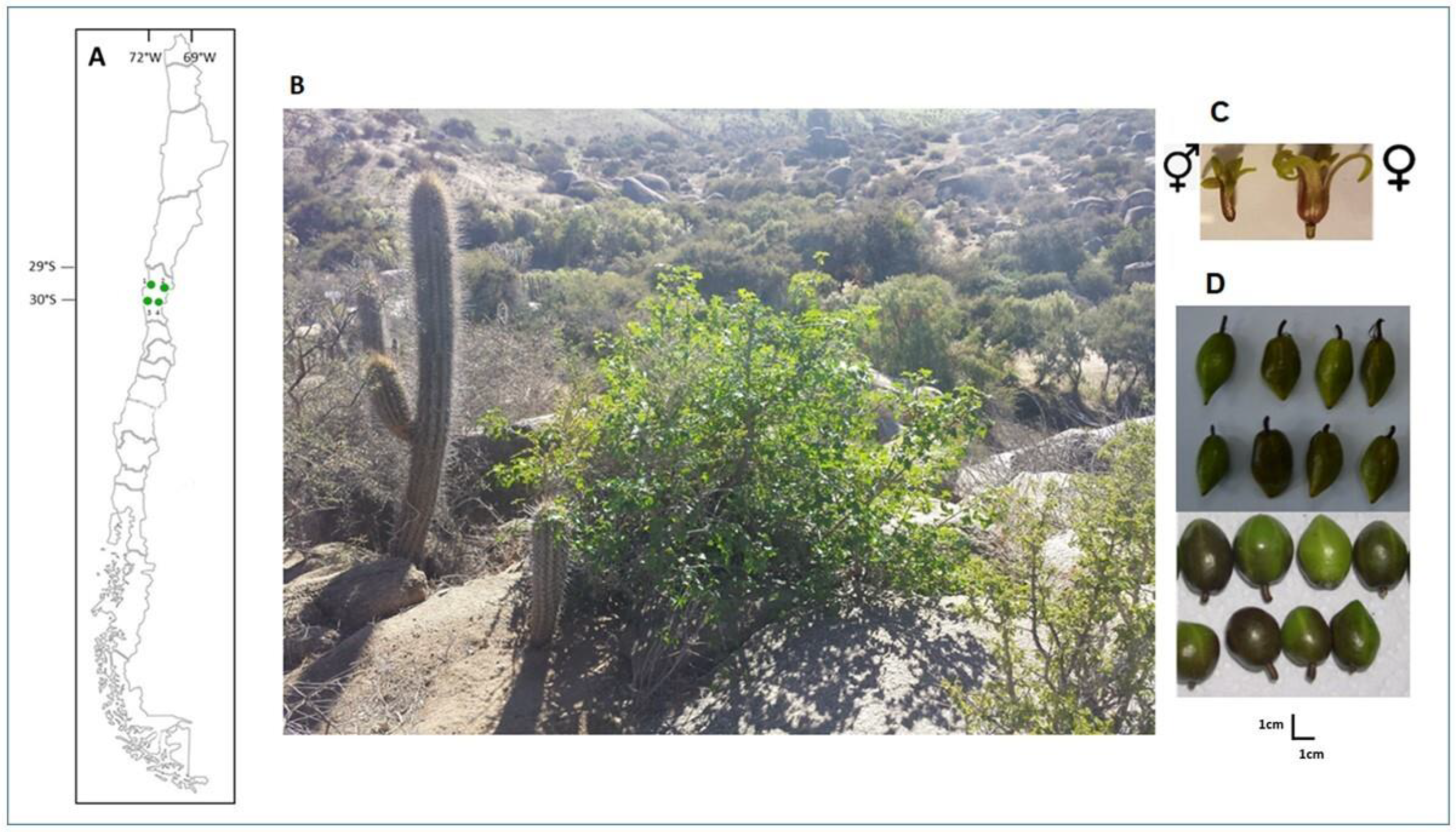 Plants 11 02151 g003