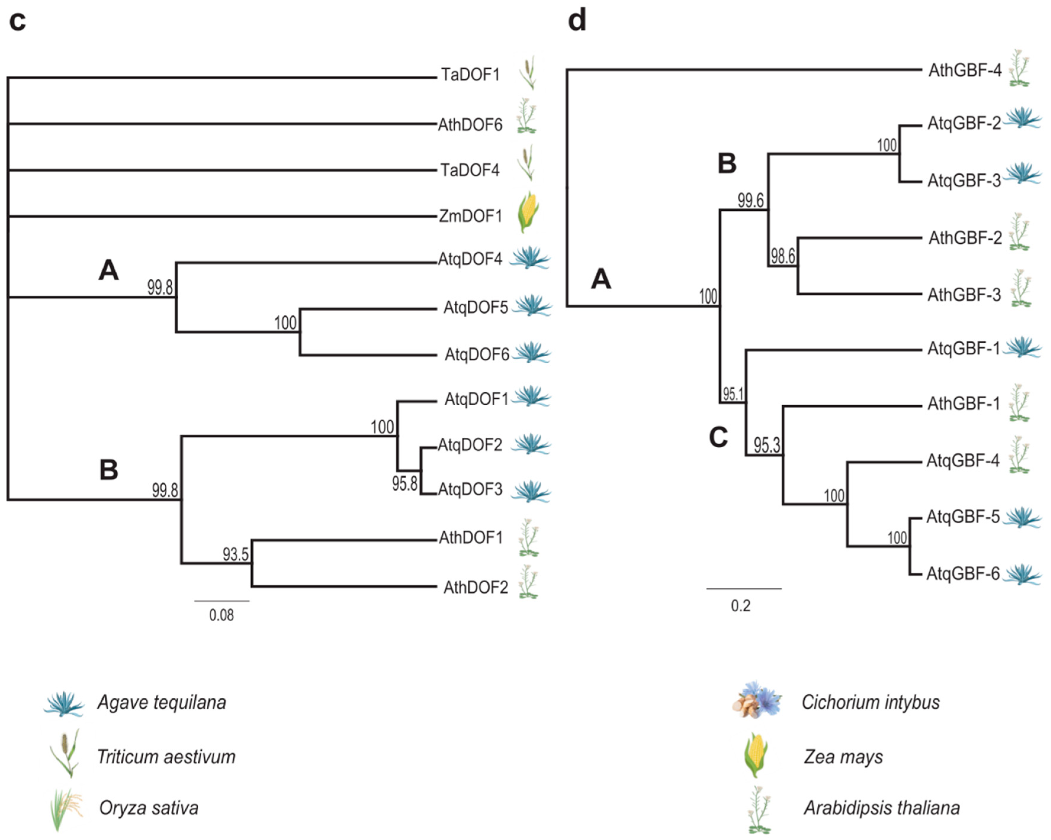 Plants 11 02153 g006b Plants 11 02153 g006b