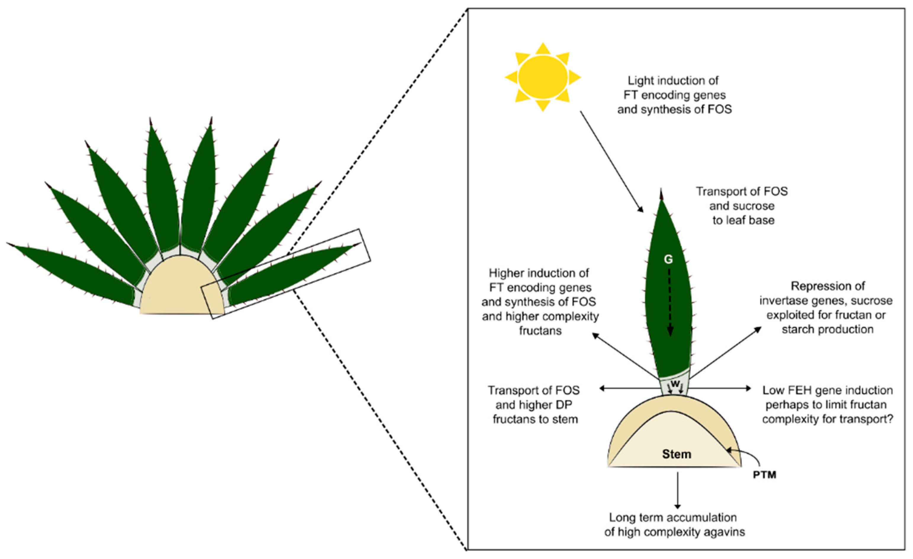 Plants 11 02153 g009 Plants 11 02153 g009