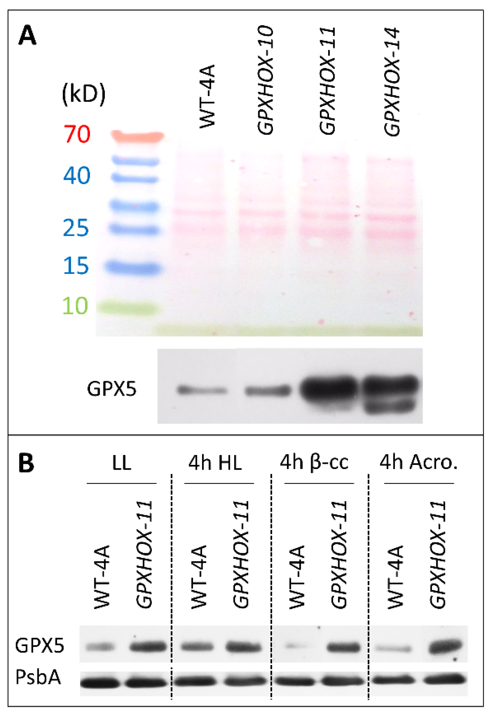 Plants 11 02155 g002 550
