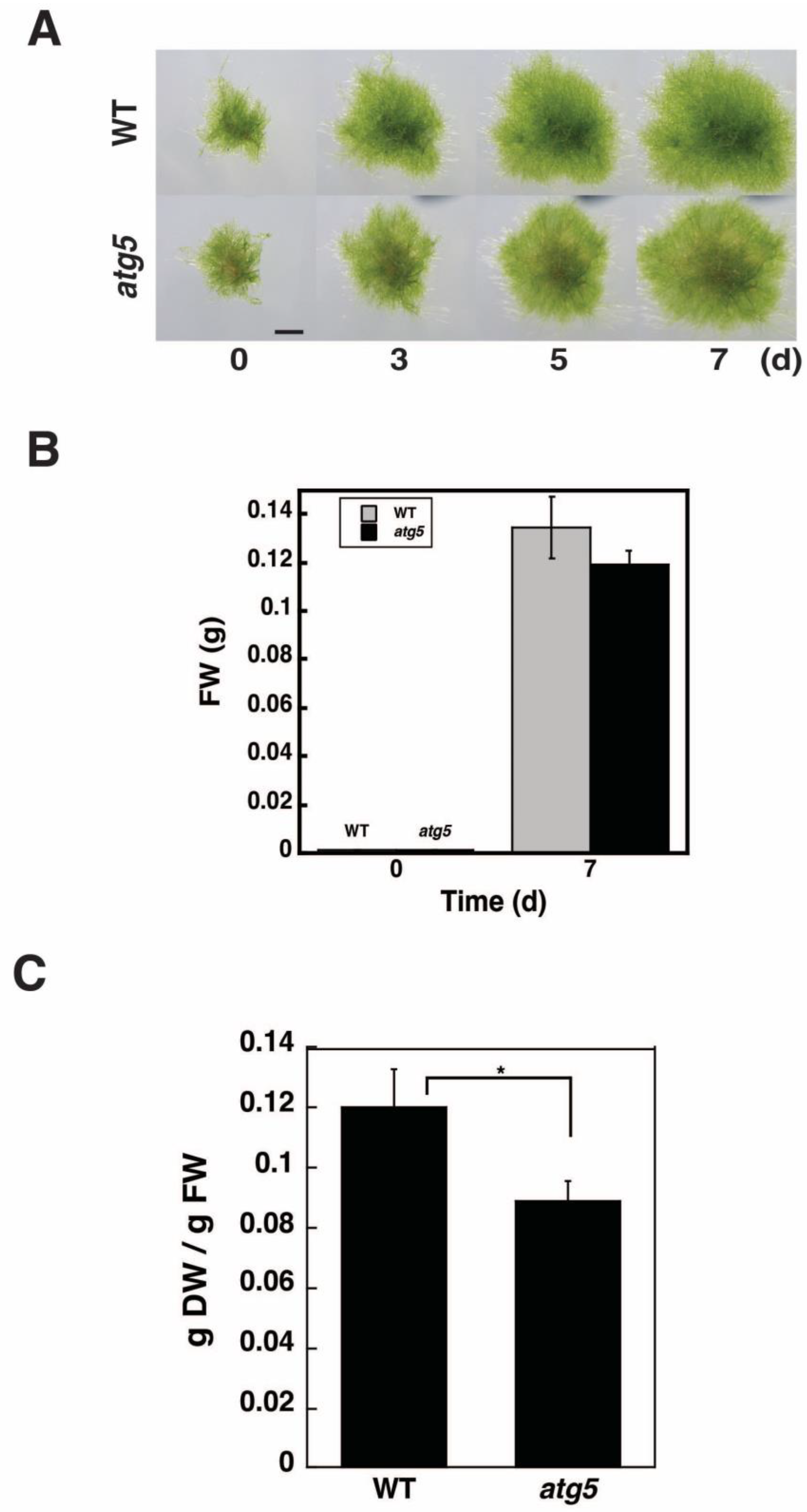 Plants 11 02157 g001