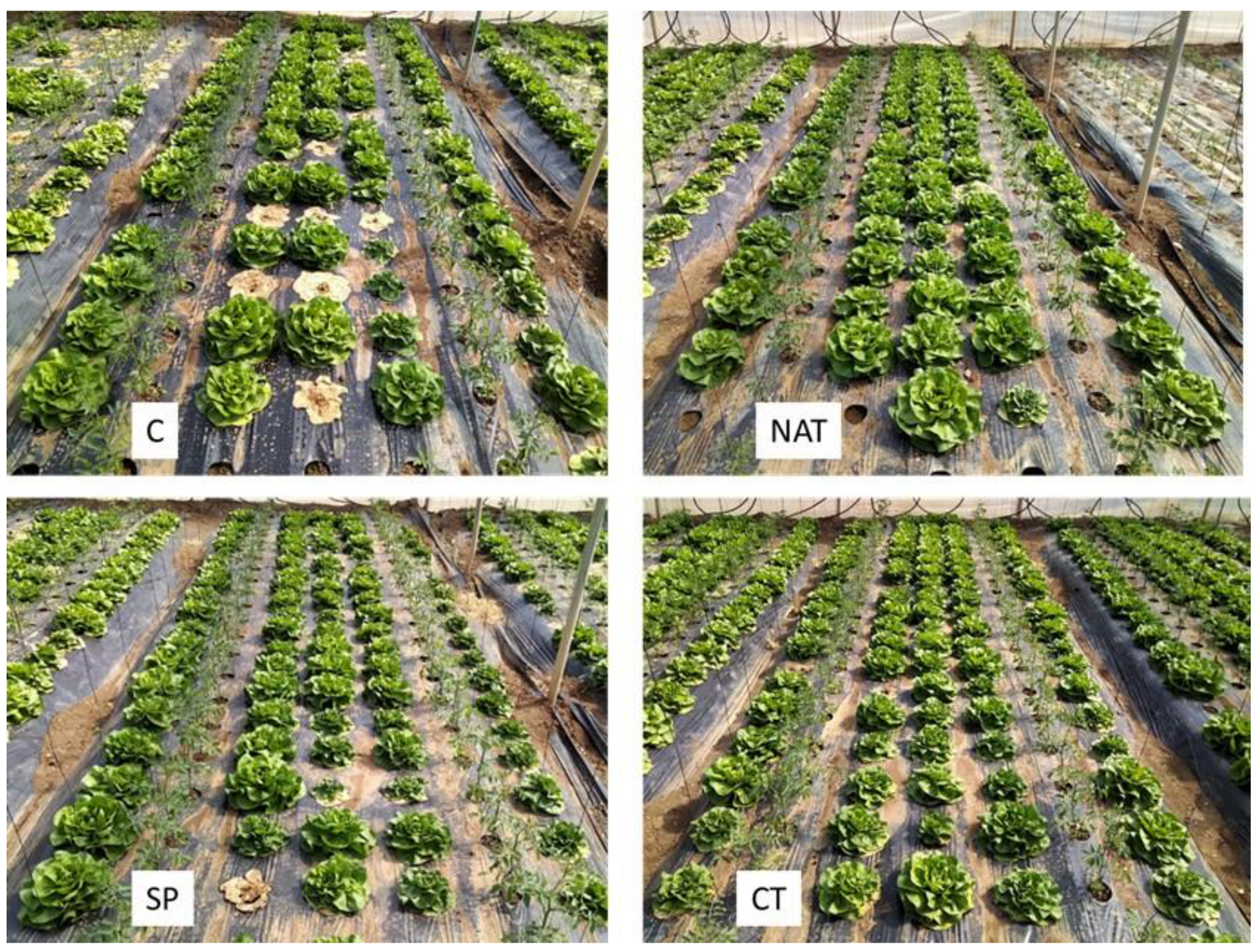 Plants 11 02164 g002 550