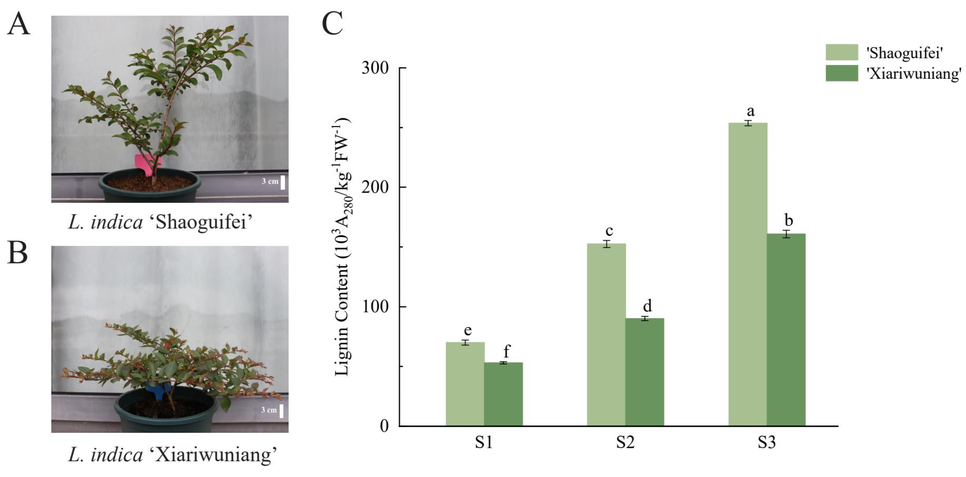 Plants 11 02168 g006 550