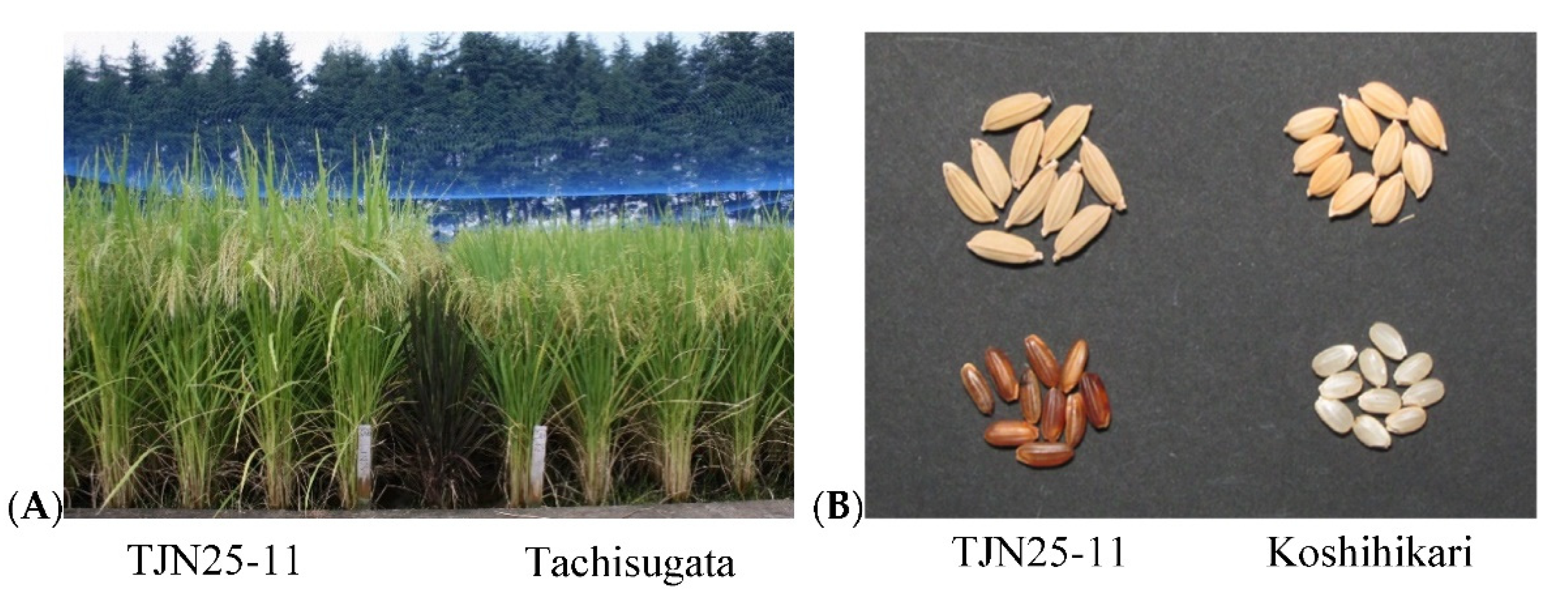 Plants 11 02178 g002