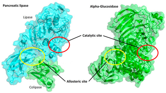 In Vitro and In Silico Study of the α-Glucosidase and Lipase Inhibitory ...