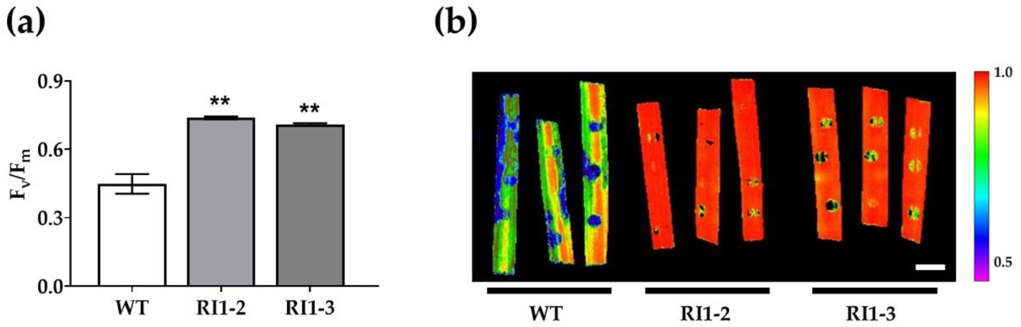 Plants 11 02189 g003