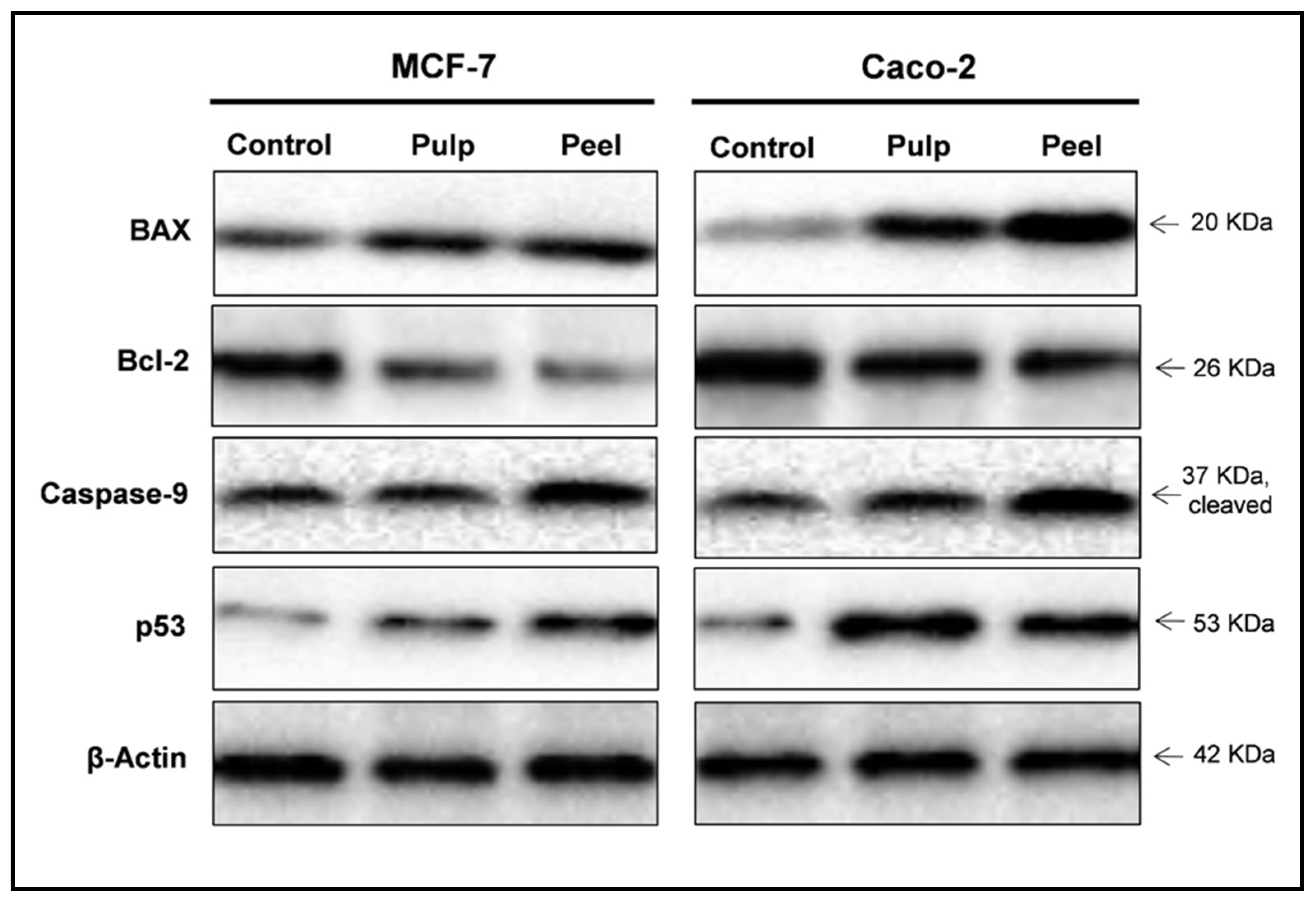 immunoblotting vs western blot immunoblotting vs western blot