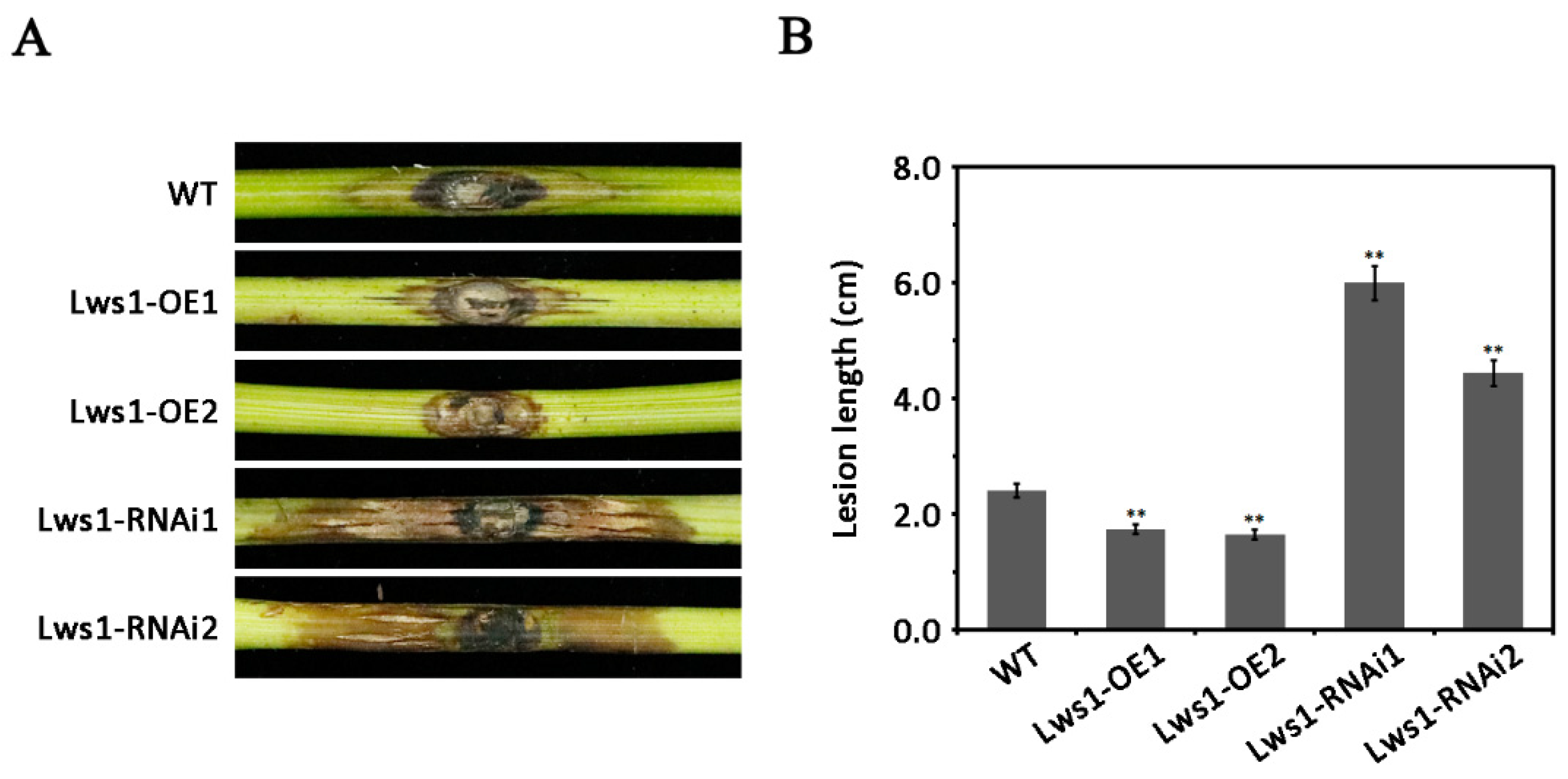 Plants 11 02197 g002 Plants 11 02197 g002