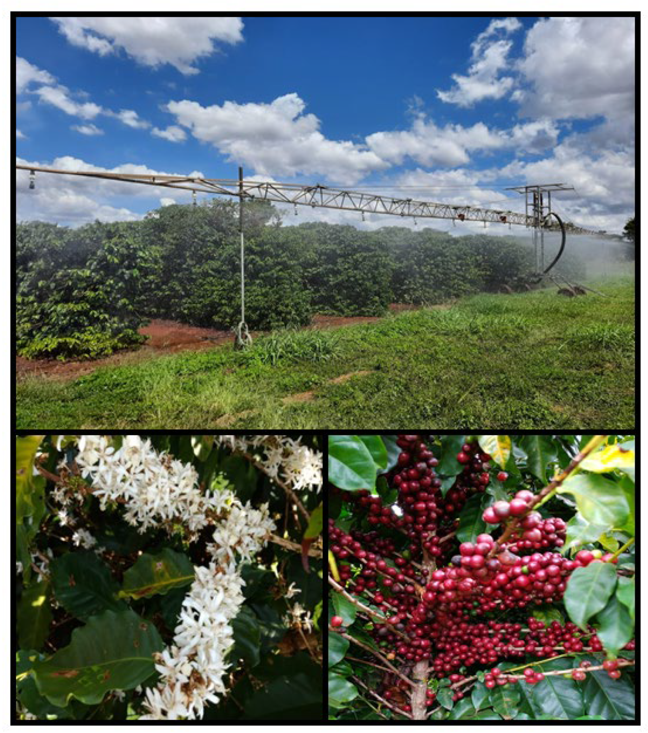 Plants 11 02198 g009 550