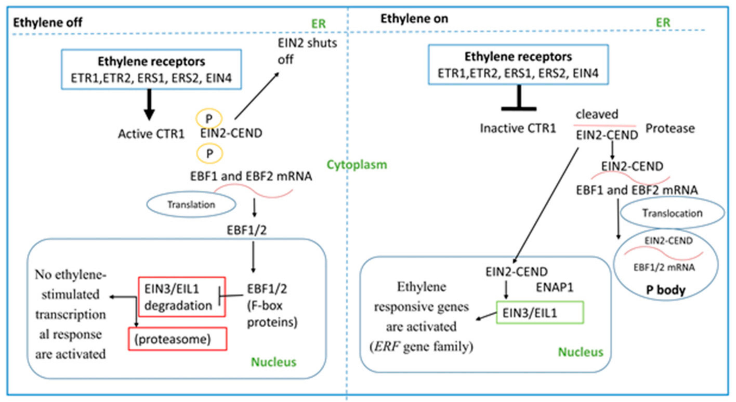 Plants Free FullText Ethylene Signaling under Stressful